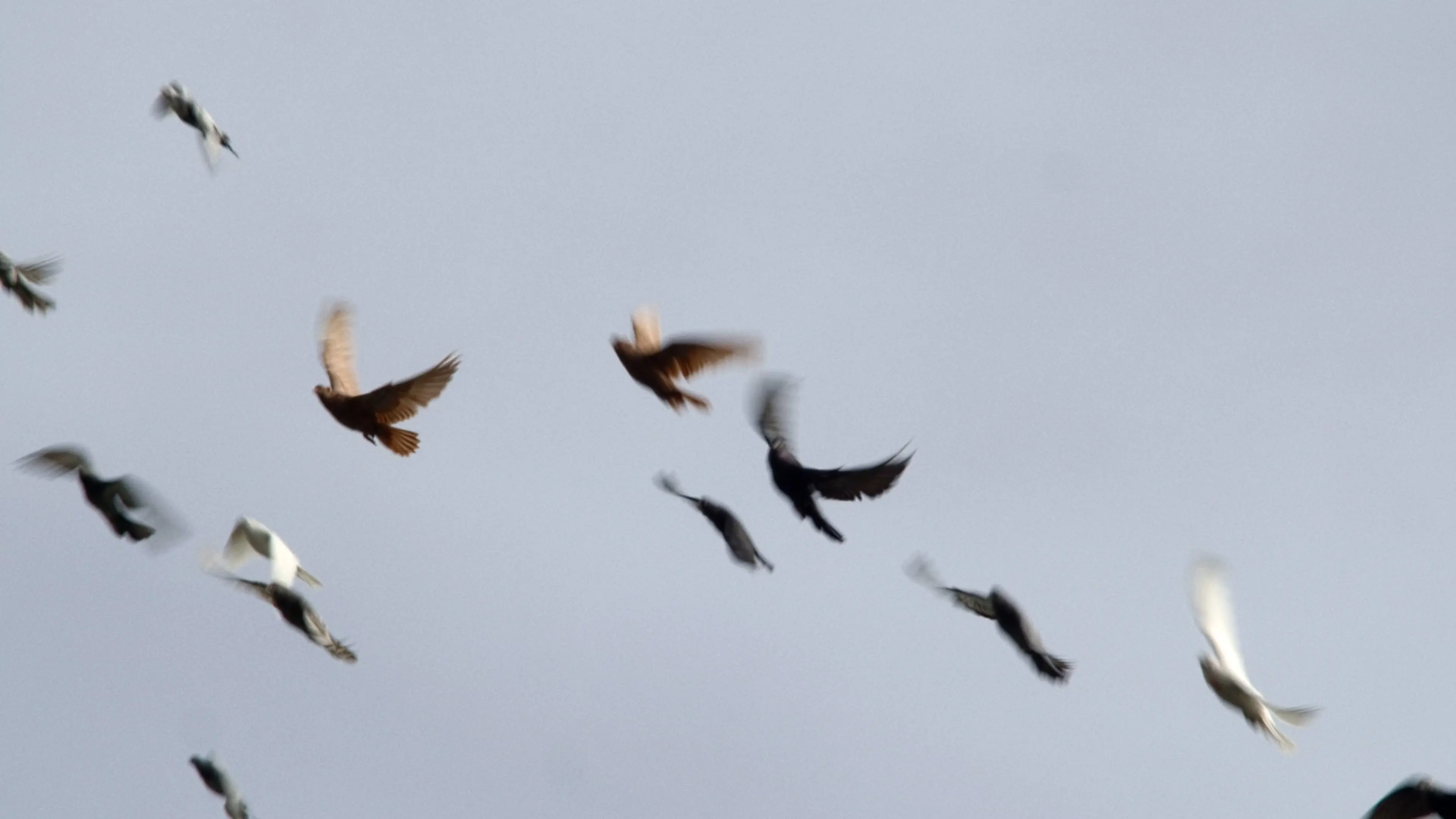 Dovecotes of Kyiv backdrop