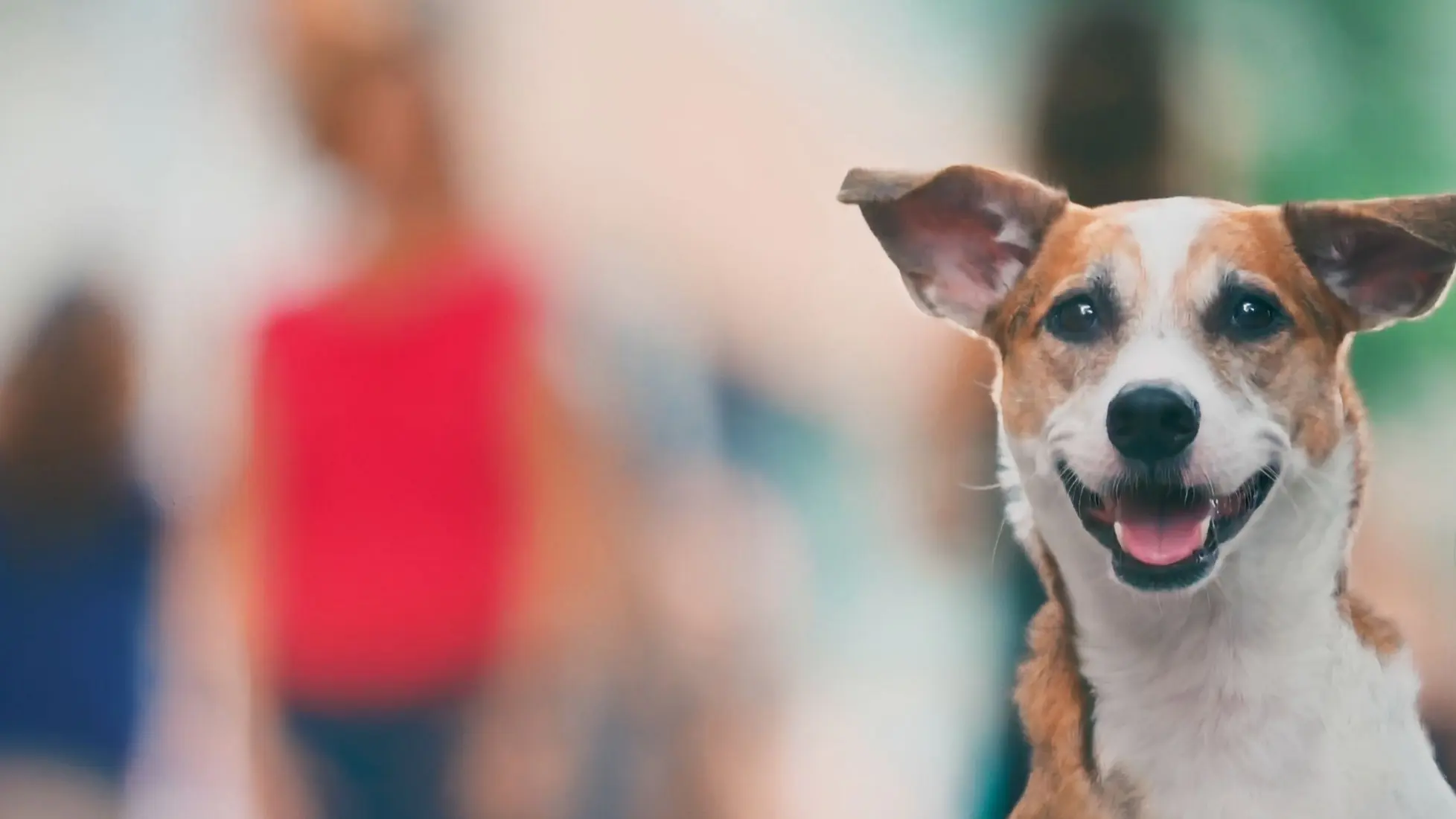 Vida Animal: Segunda Chance backdrop