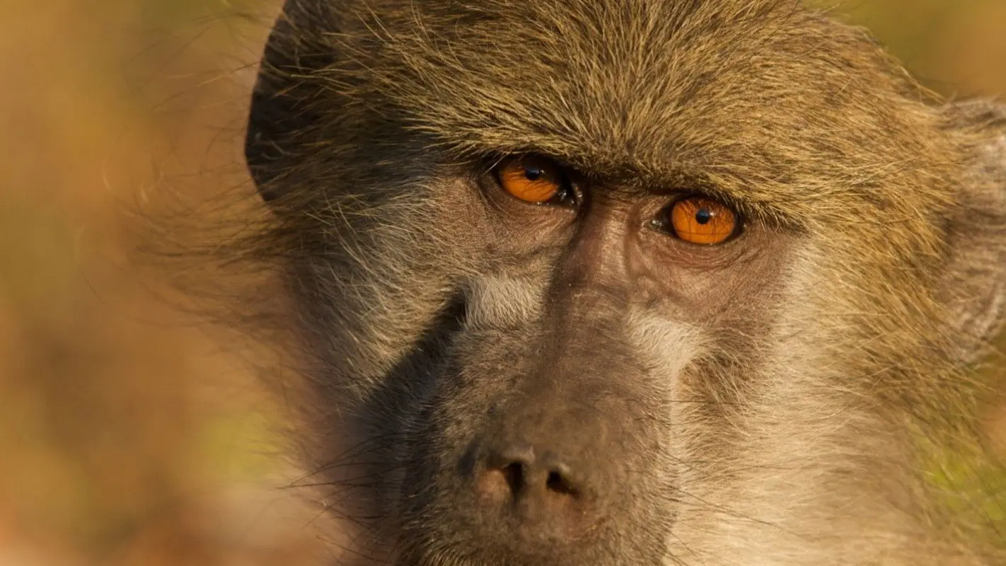Queen of the Baboons backdrop