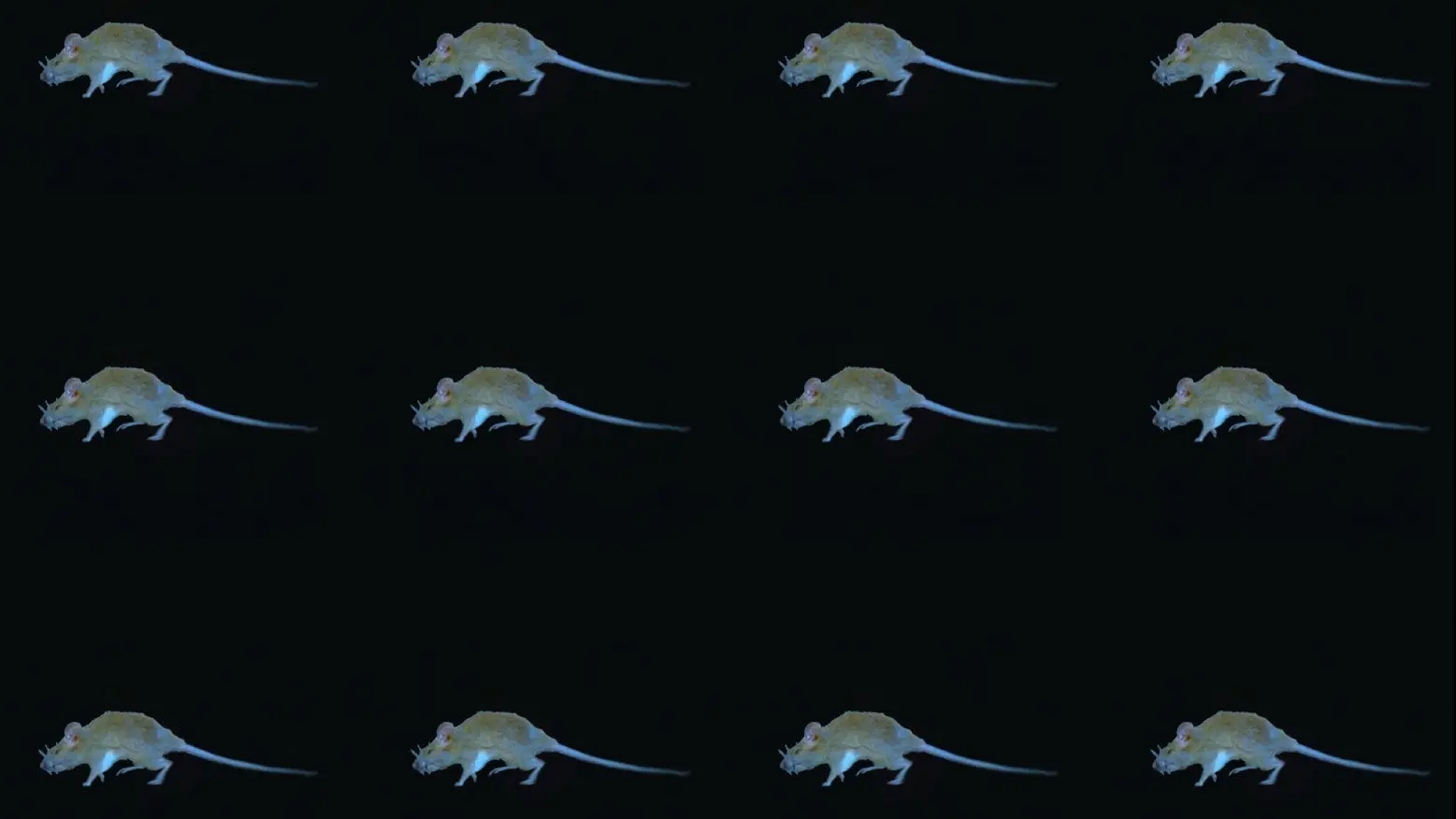 The Experience of a Rat backdrop