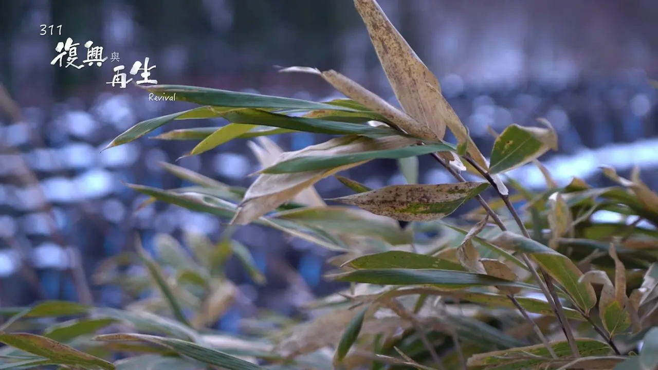 311 Revival backdrop