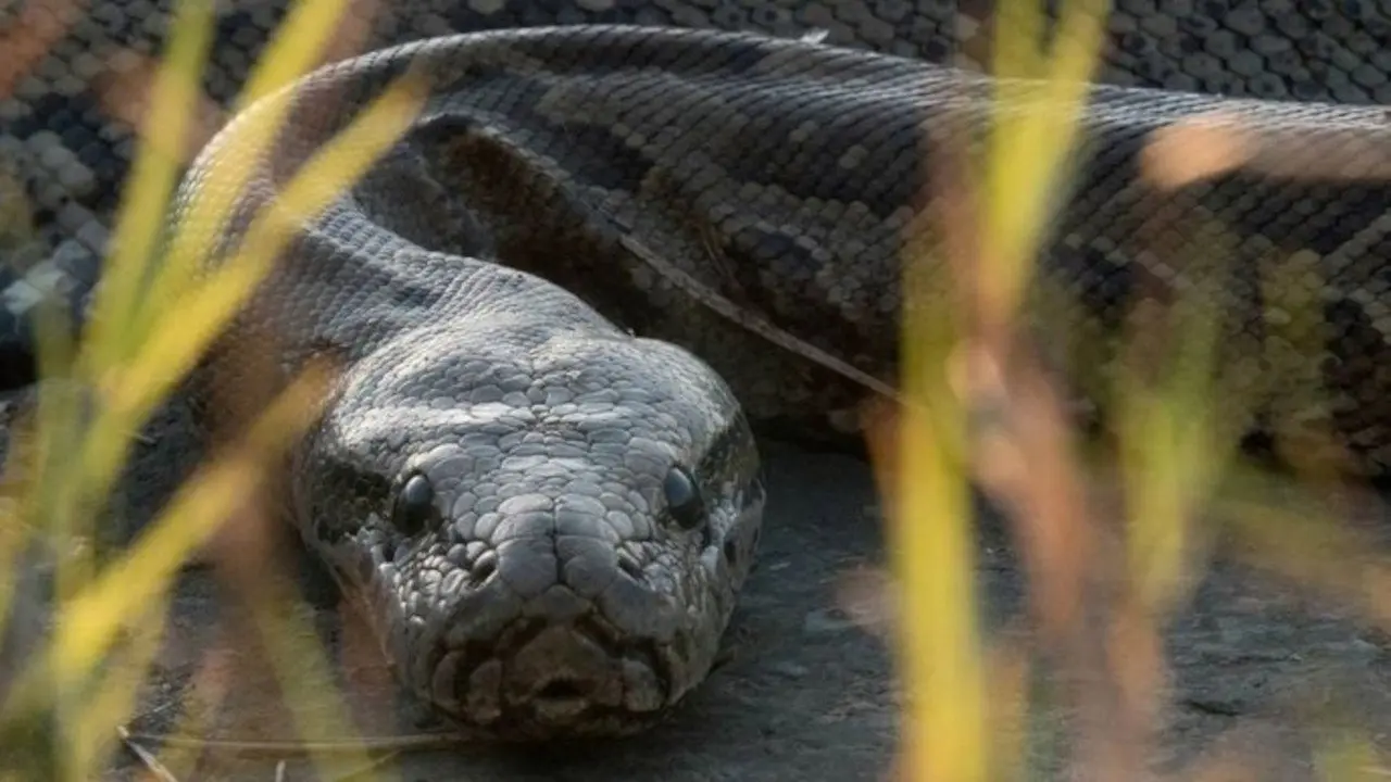Squeeze: African Python backdrop