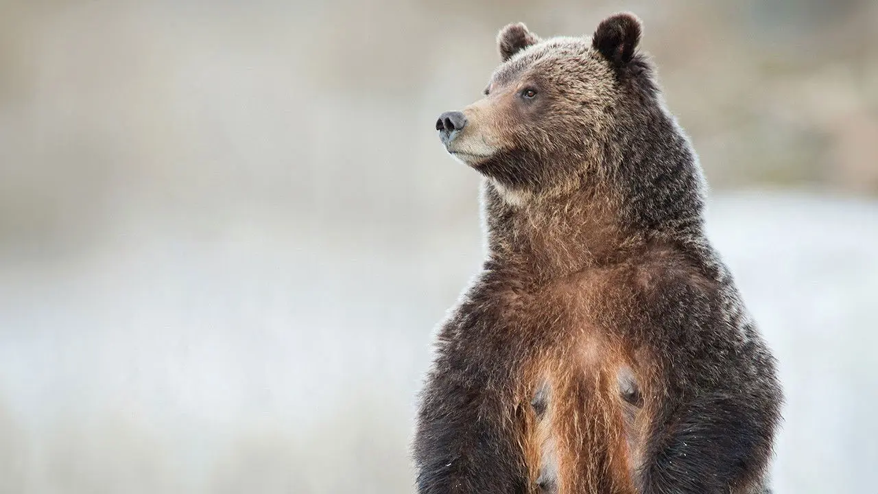 Grizzly 399: Queen of the Tetons backdrop