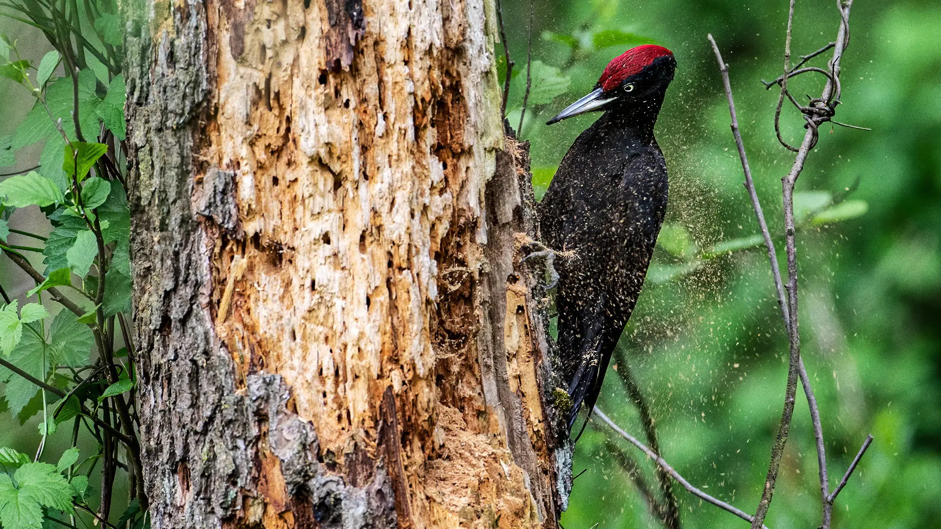 Knock knock – a Woodpeckers world backdrop