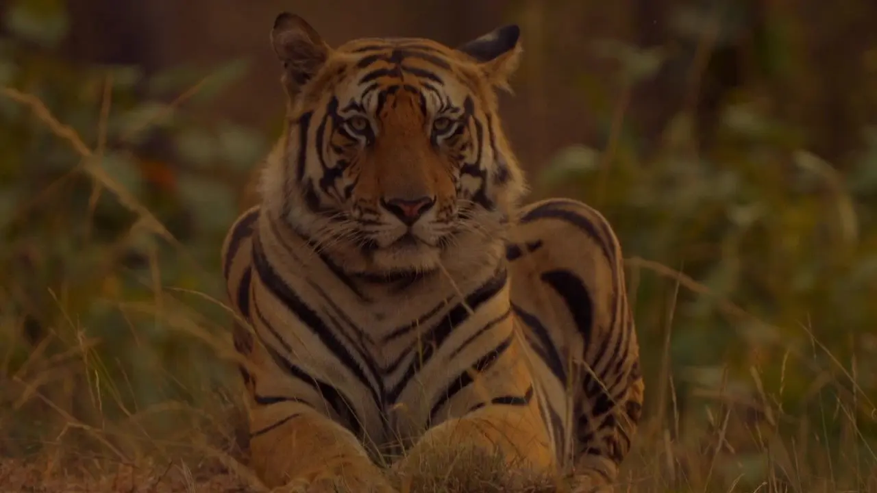 Sundarbans, le dernier royaume du tigre backdrop