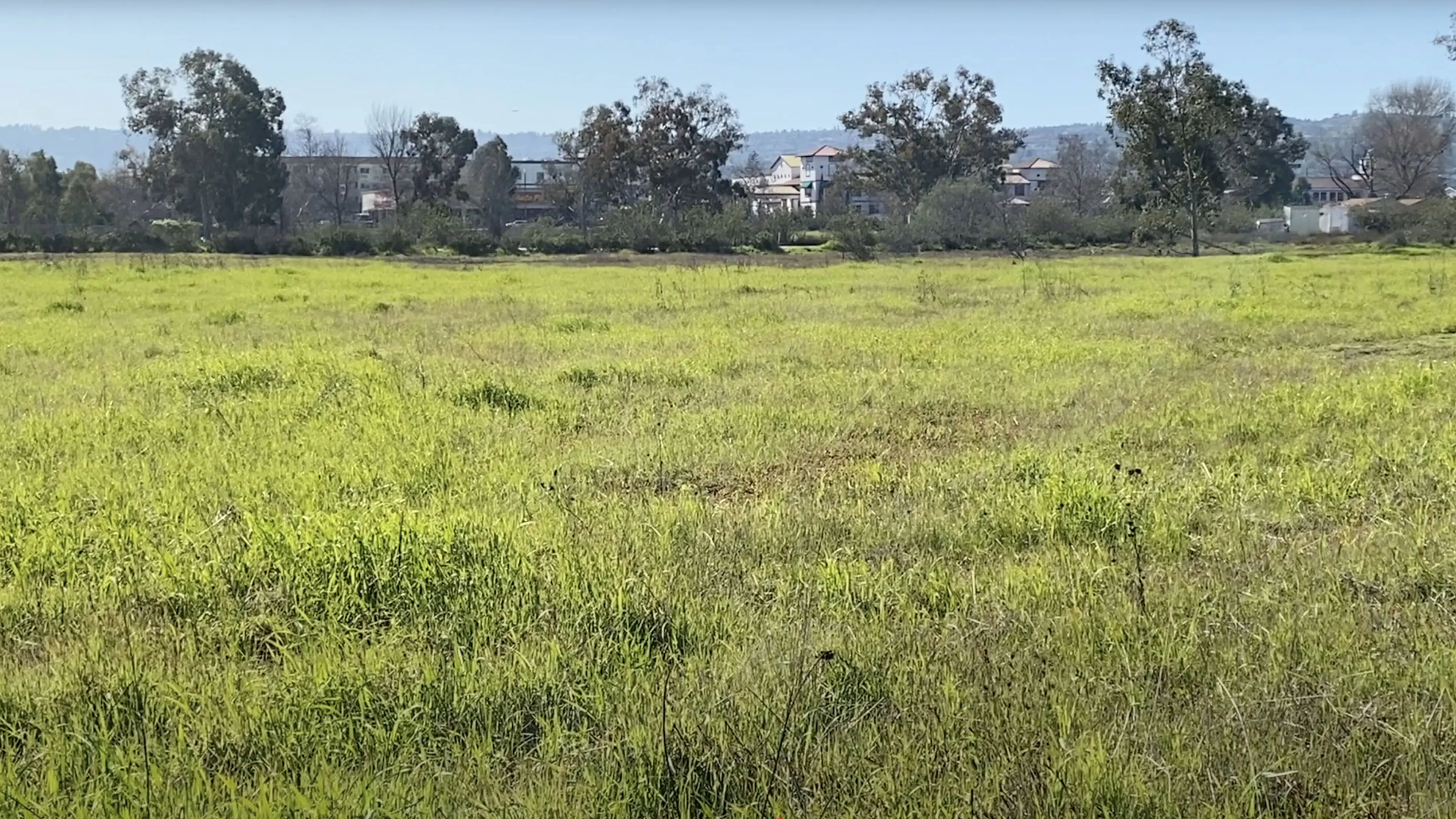 Madrona Marsh backdrop