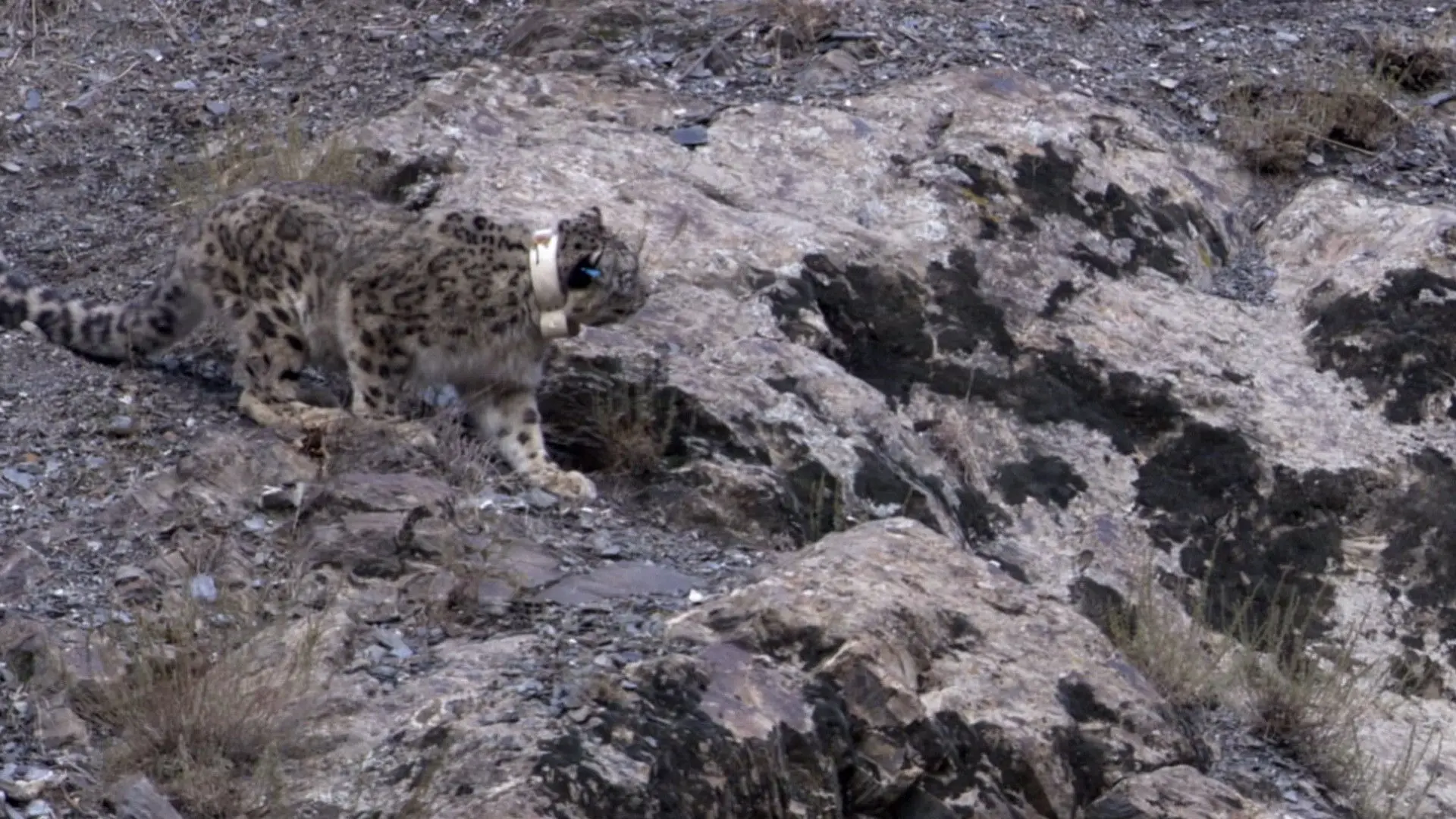 Snow Leopard: Beyond the Myth backdrop