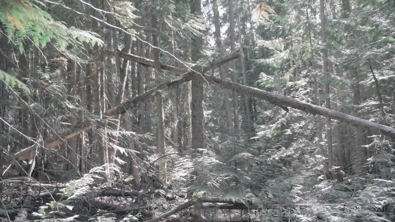 Bigfoot Encounters in the Pacific Northwest backdrop