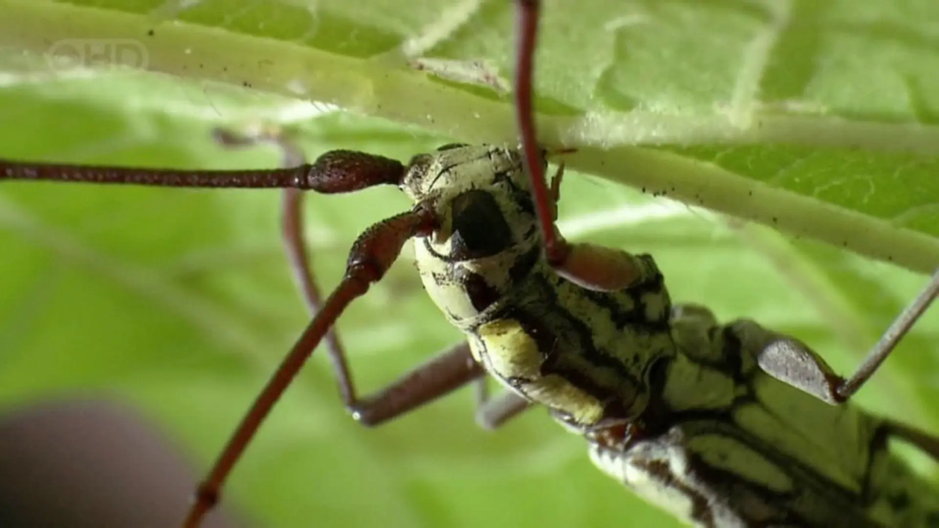 The Queen of Trees backdrop