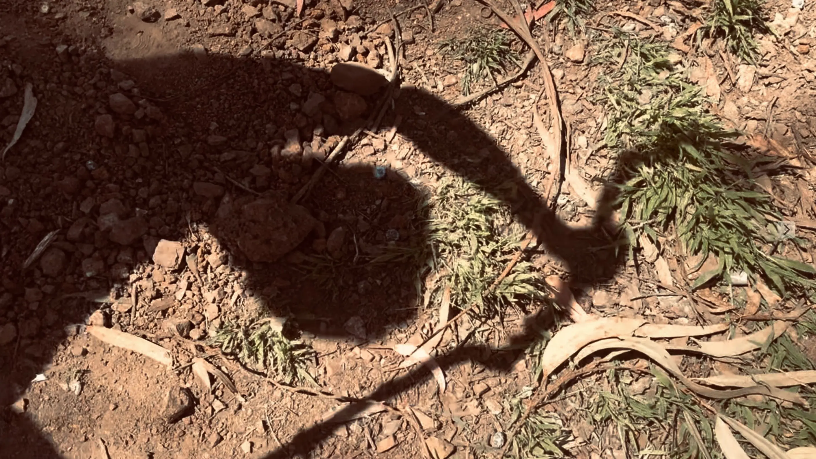 The Monster backdrop