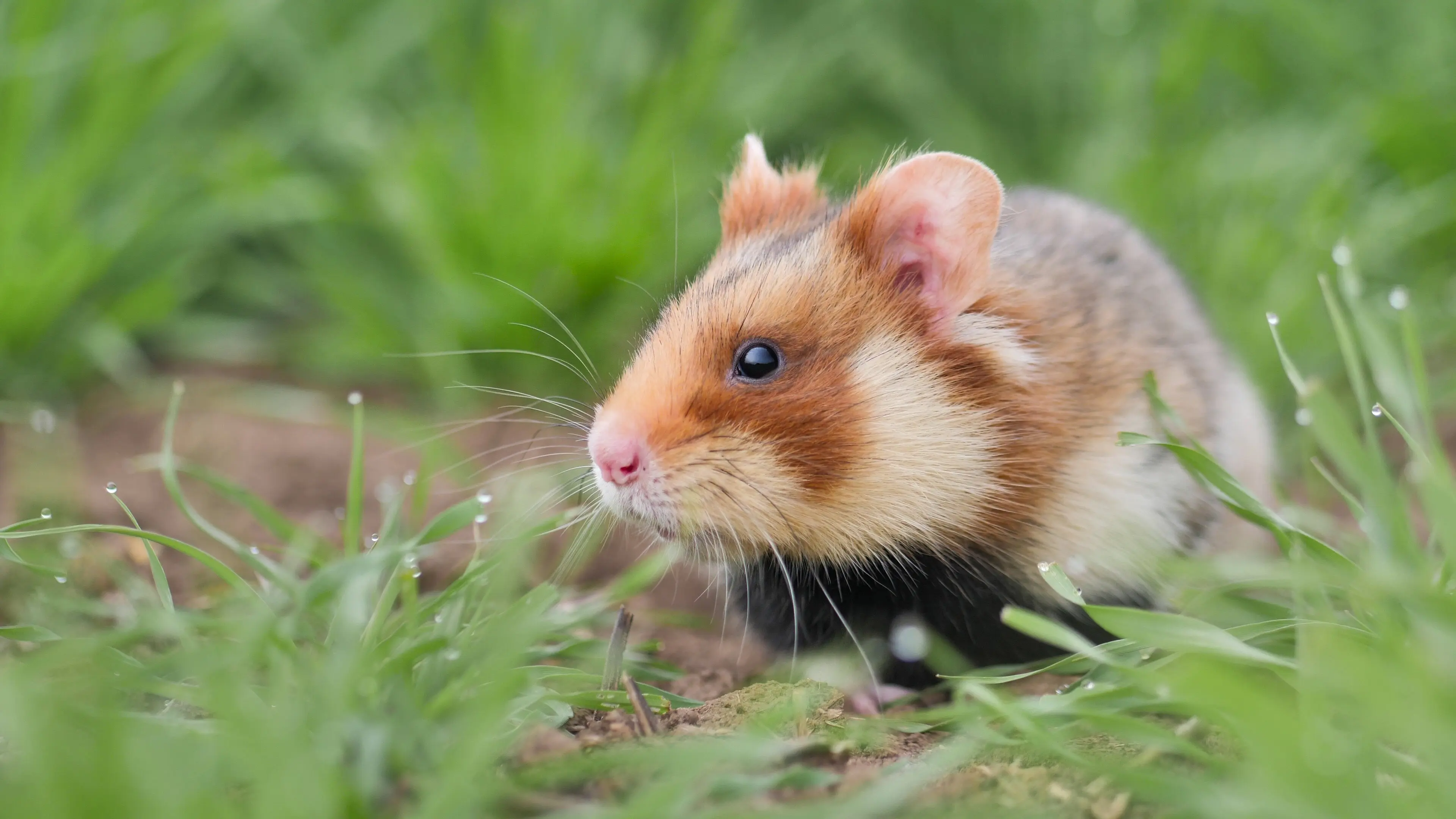 The Last Common Hamsters backdrop