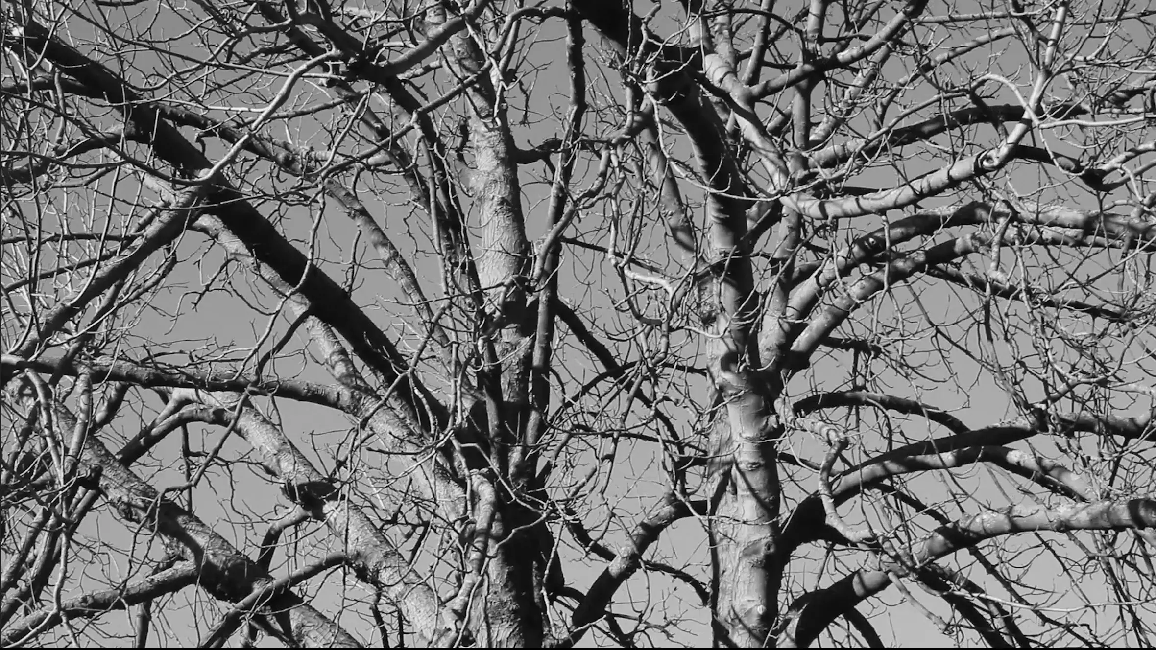 Damned Wood backdrop