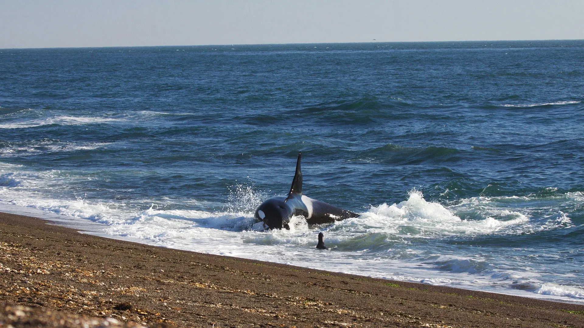 World's Deadliest Whale backdrop