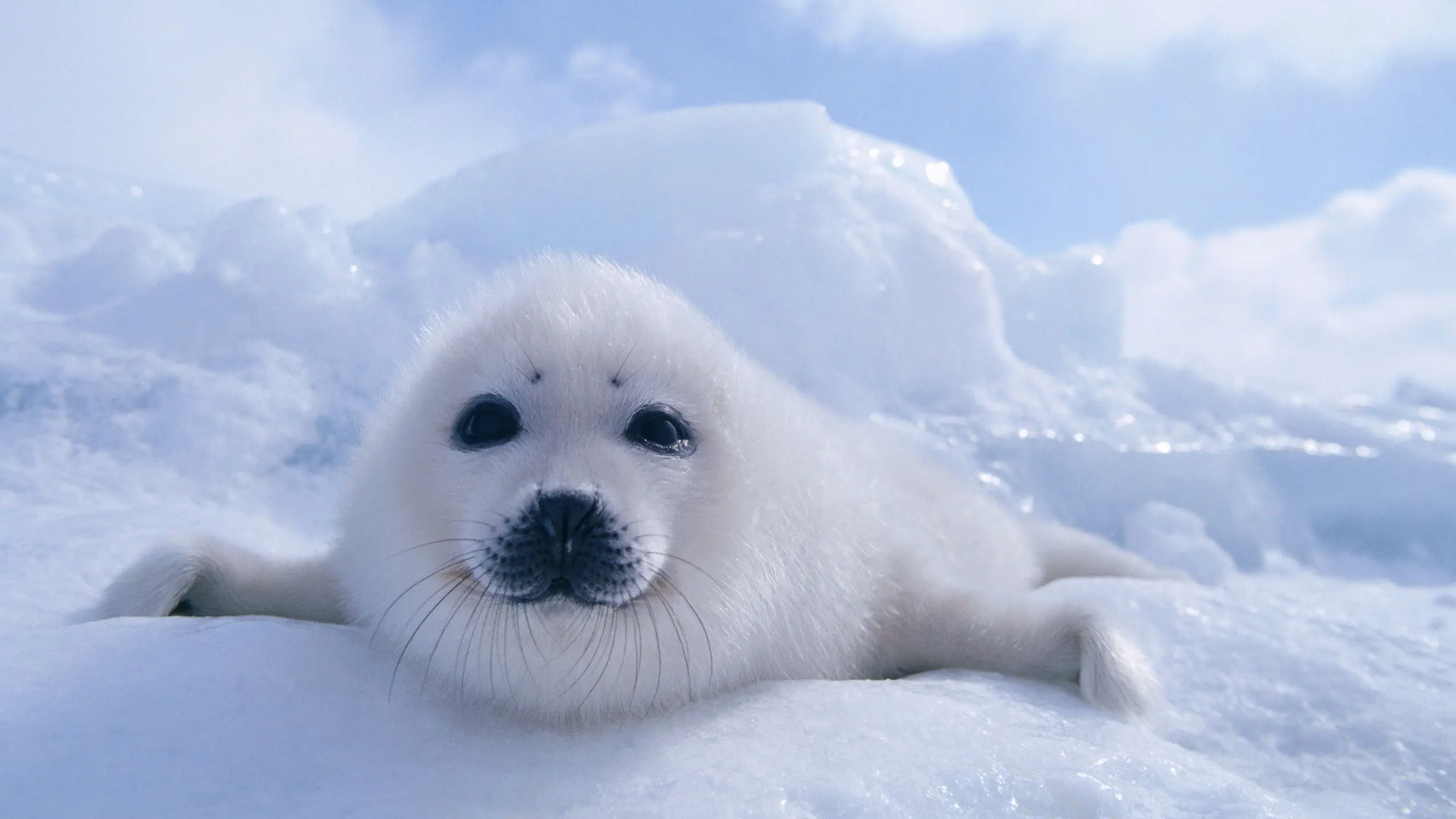 Wildest Arctic backdrop