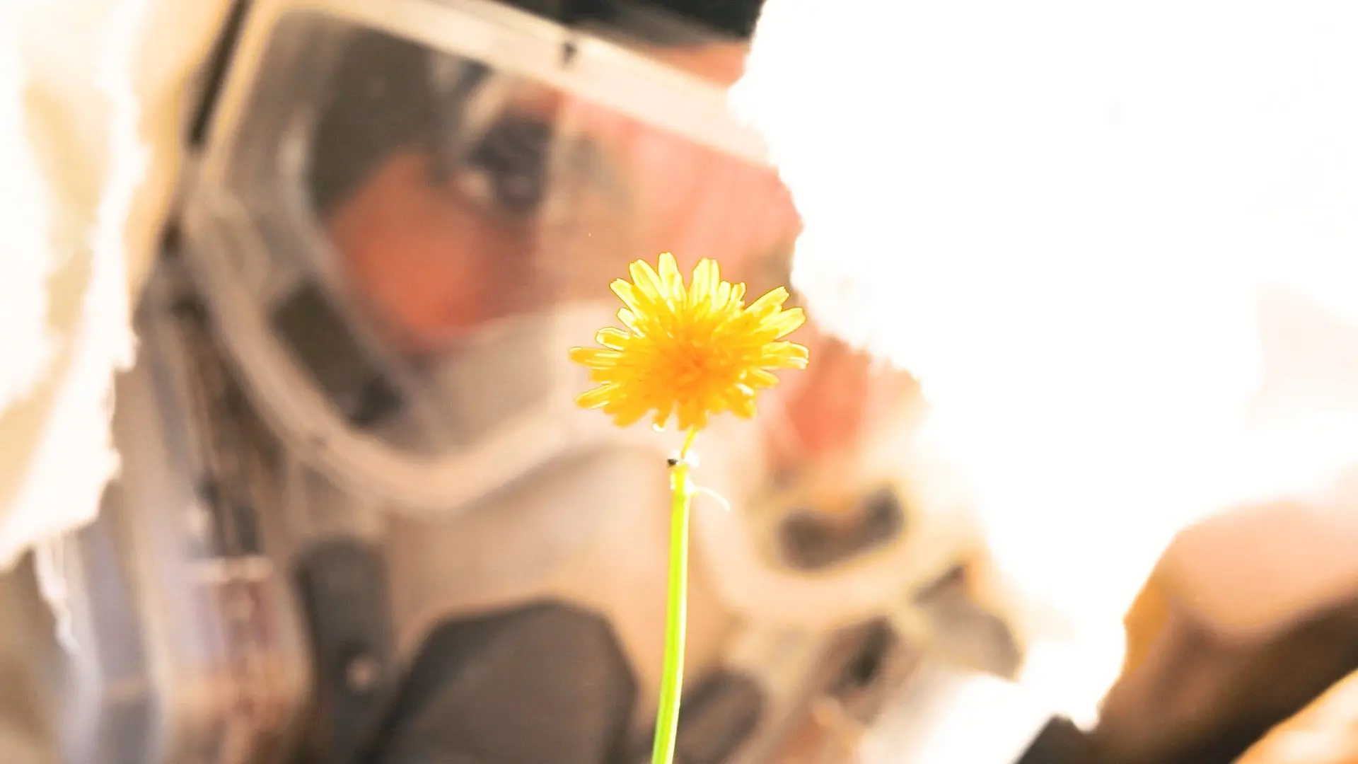 Bajo el Sol backdrop