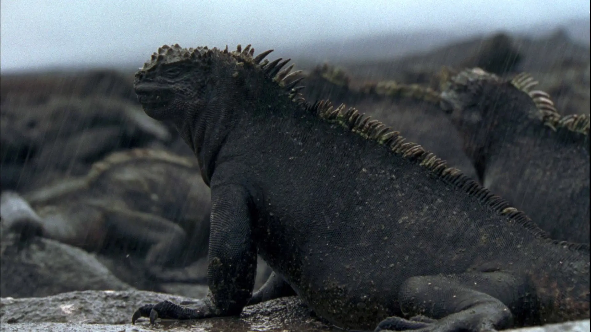 Galapagos backdrop