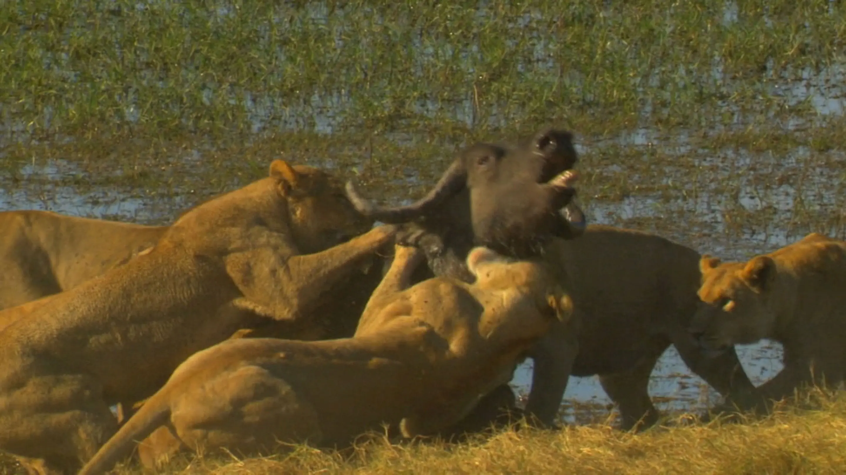 Big Cat Odyssey: Revealed backdrop