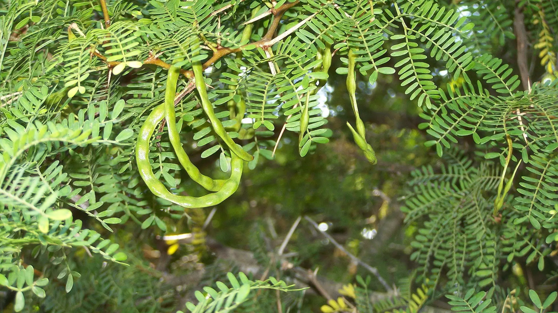 Super plantes backdrop