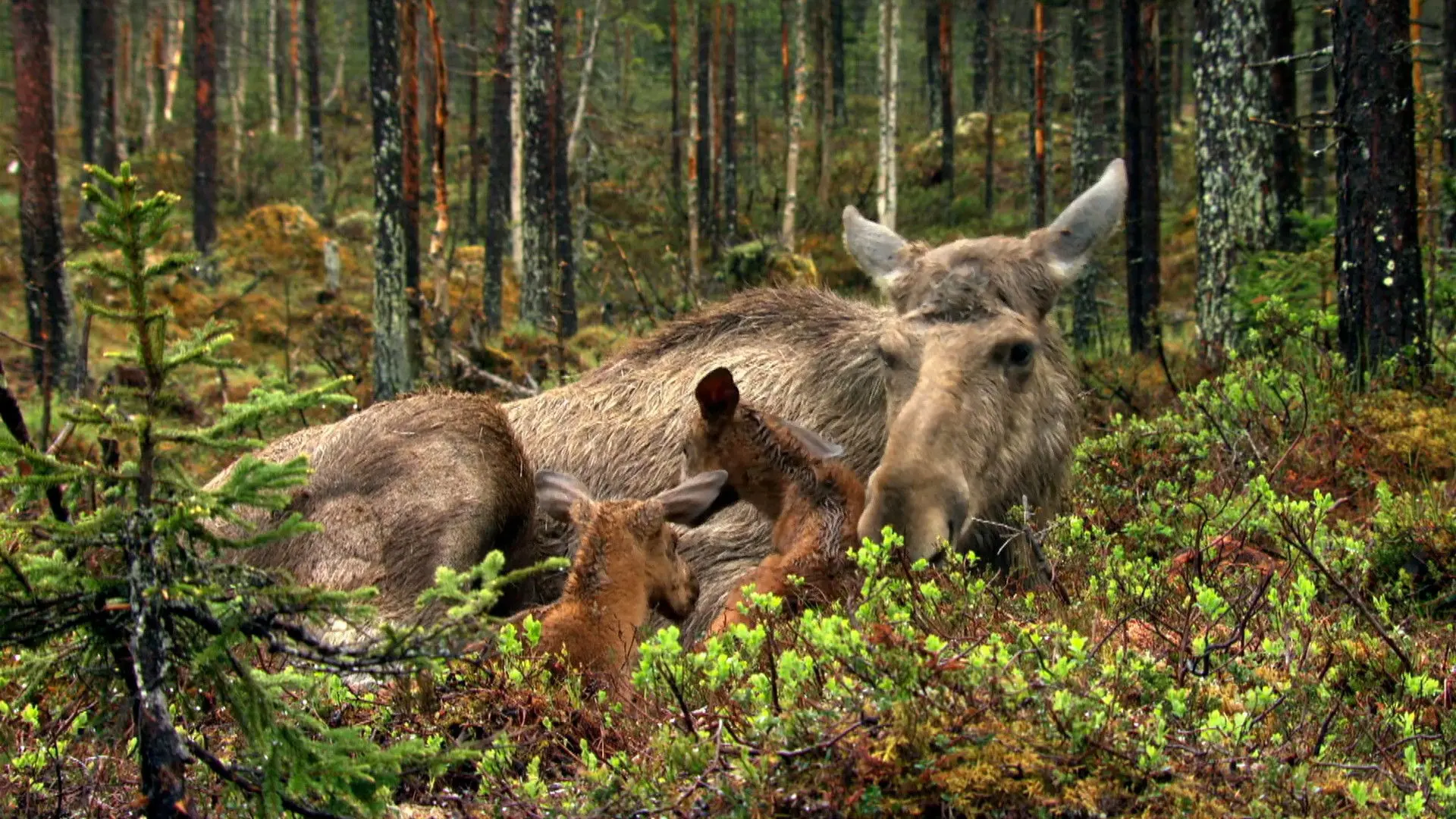 The Moose Movie backdrop