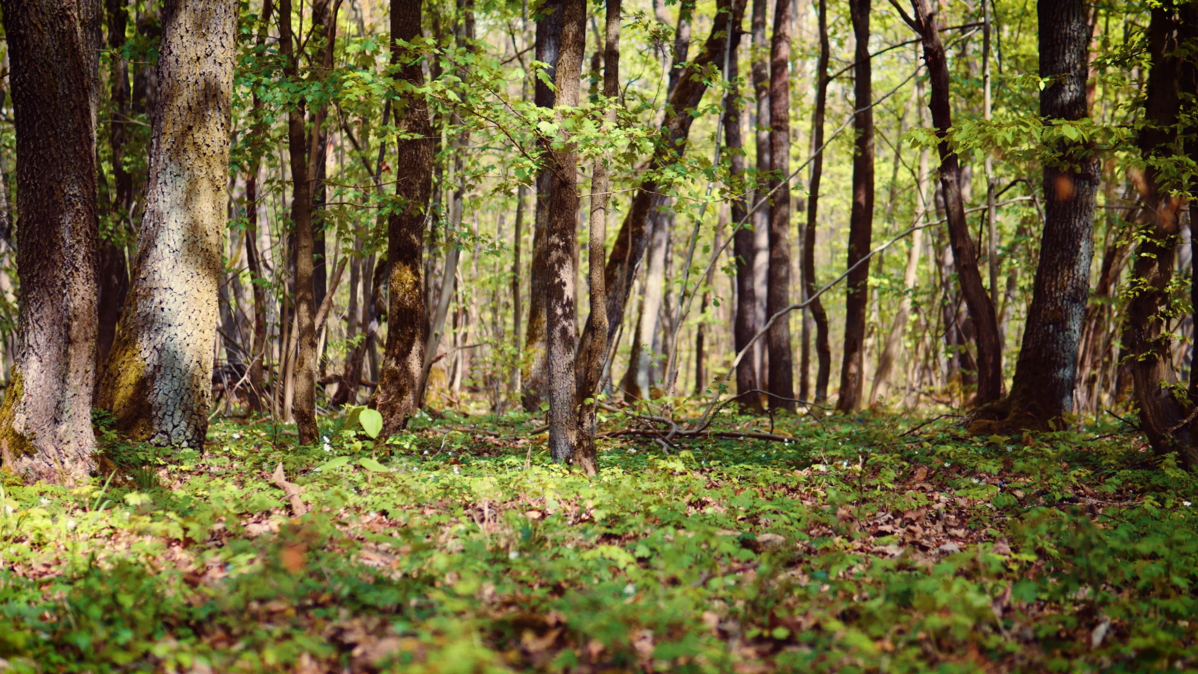 Weckruf der Natur backdrop