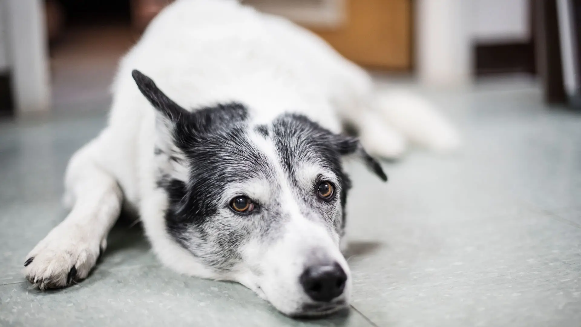 SPCA en action backdrop