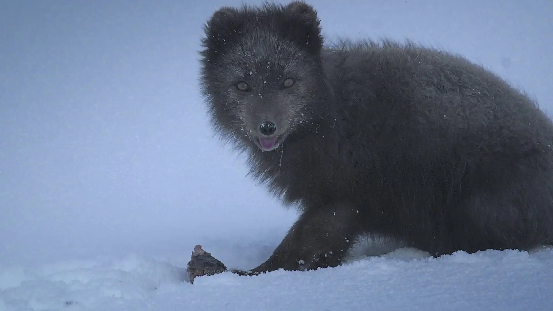 The Arctic Fox: Still Surviving backdrop