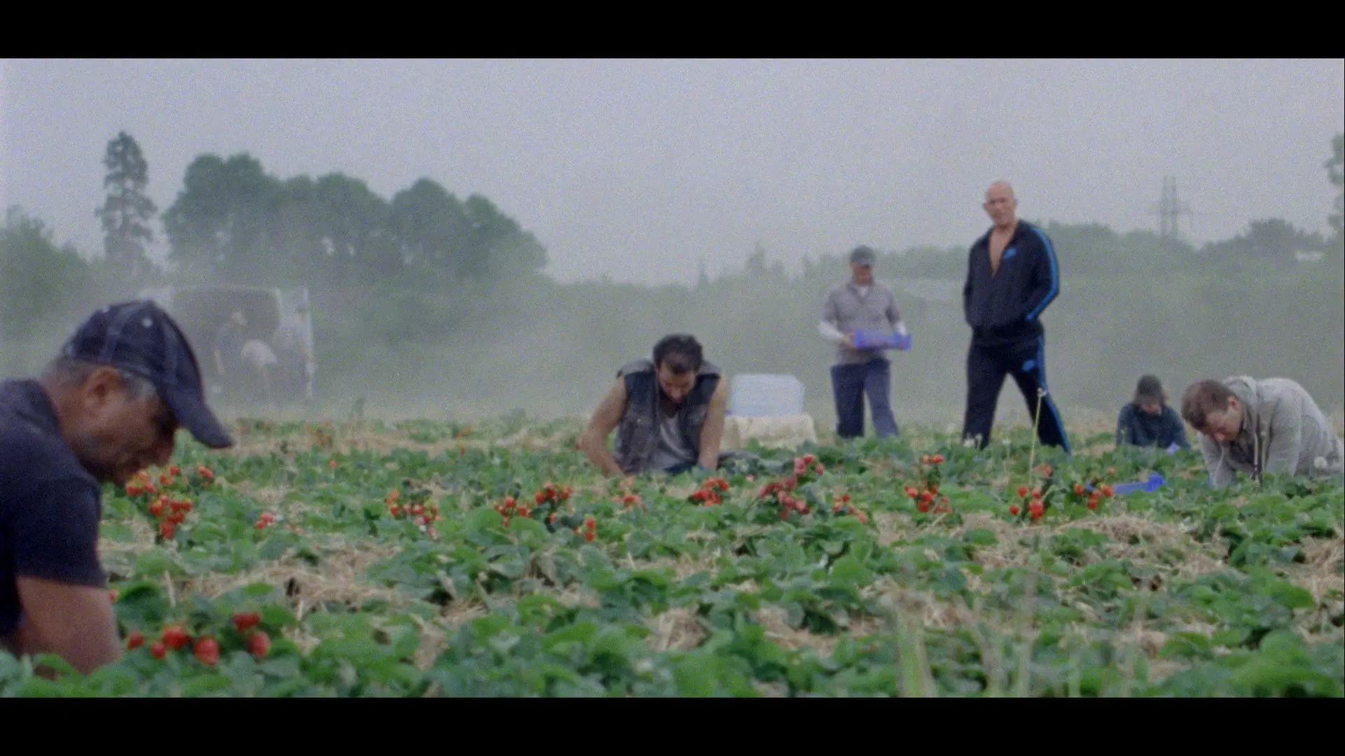 Sunny Life Farms backdrop