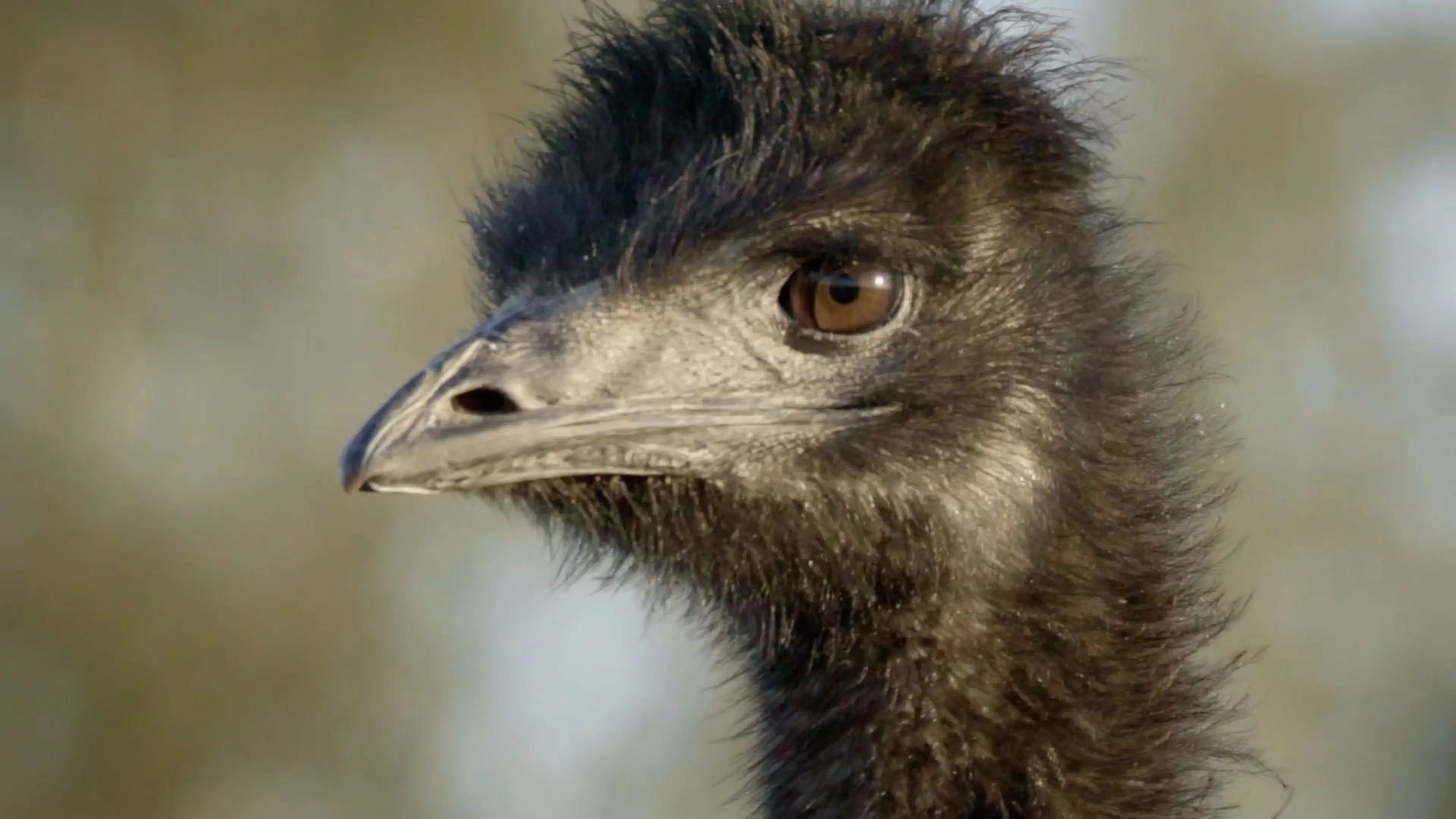 Wild Tales backdrop