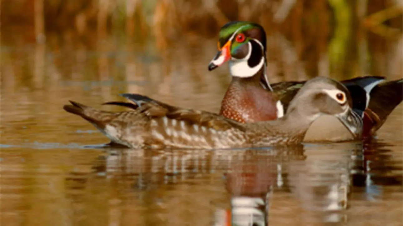 PBS Nature - An Original DUCKumentary backdrop