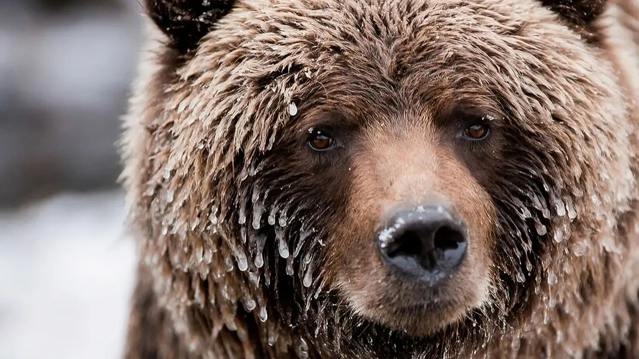 Wild Canada backdrop