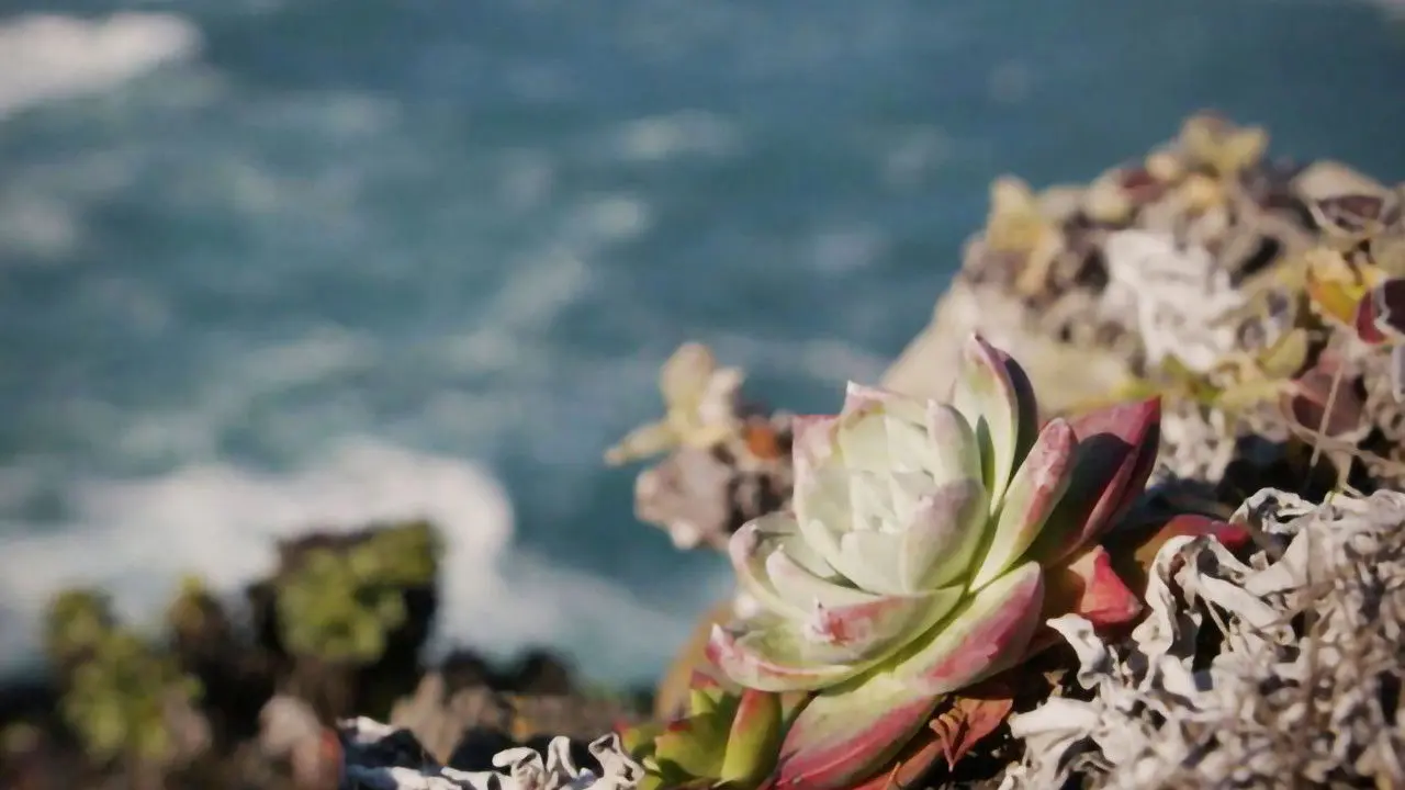 Plant Heist backdrop