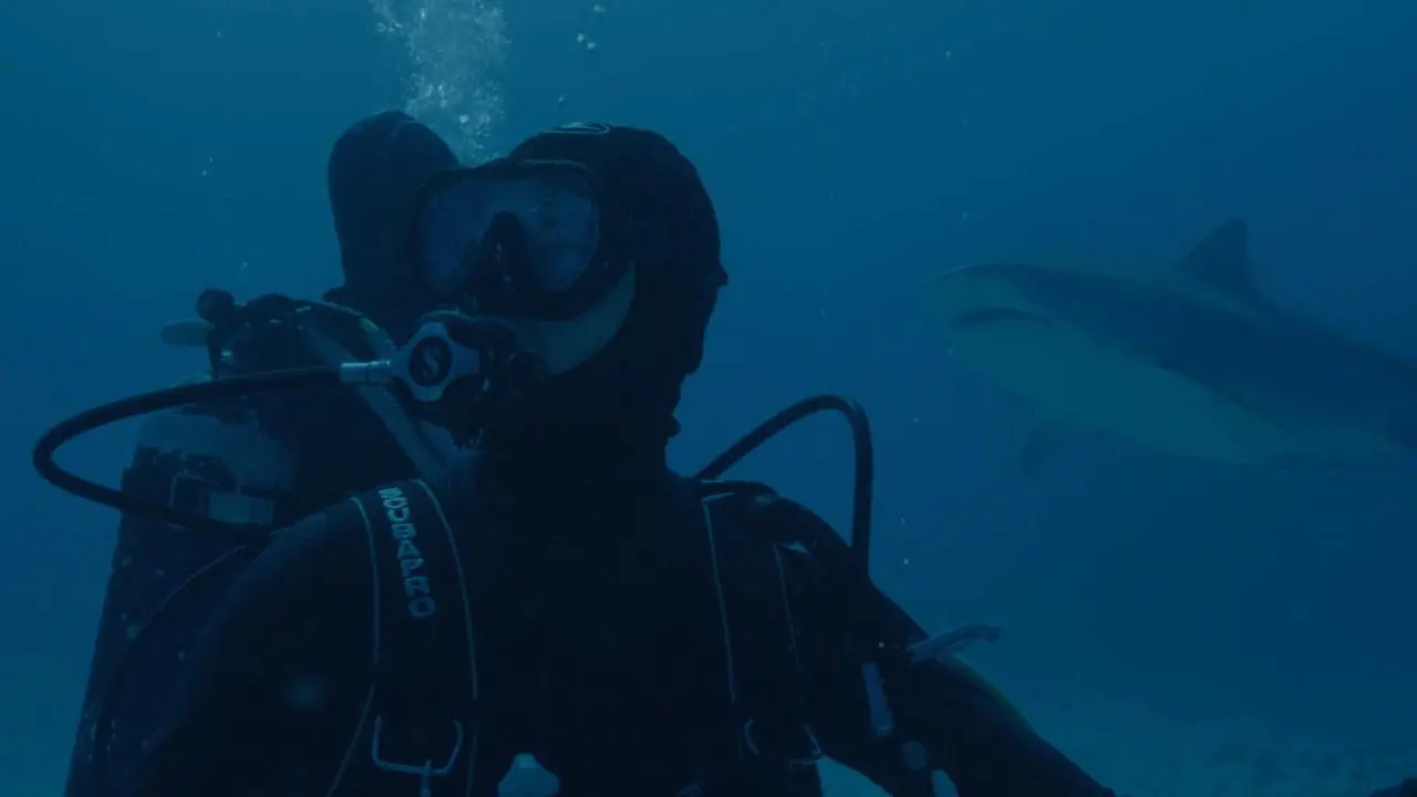 Requin backdrop