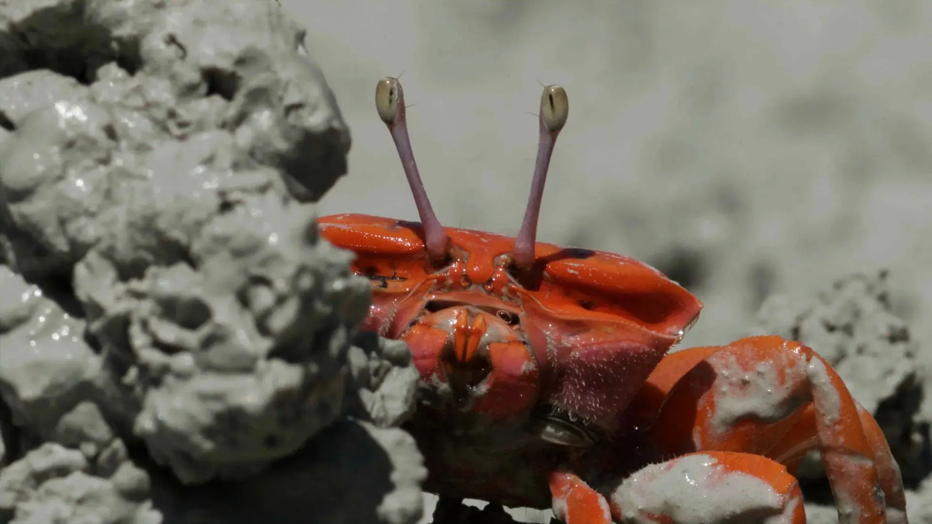 Le Petit Peuple des rivages backdrop