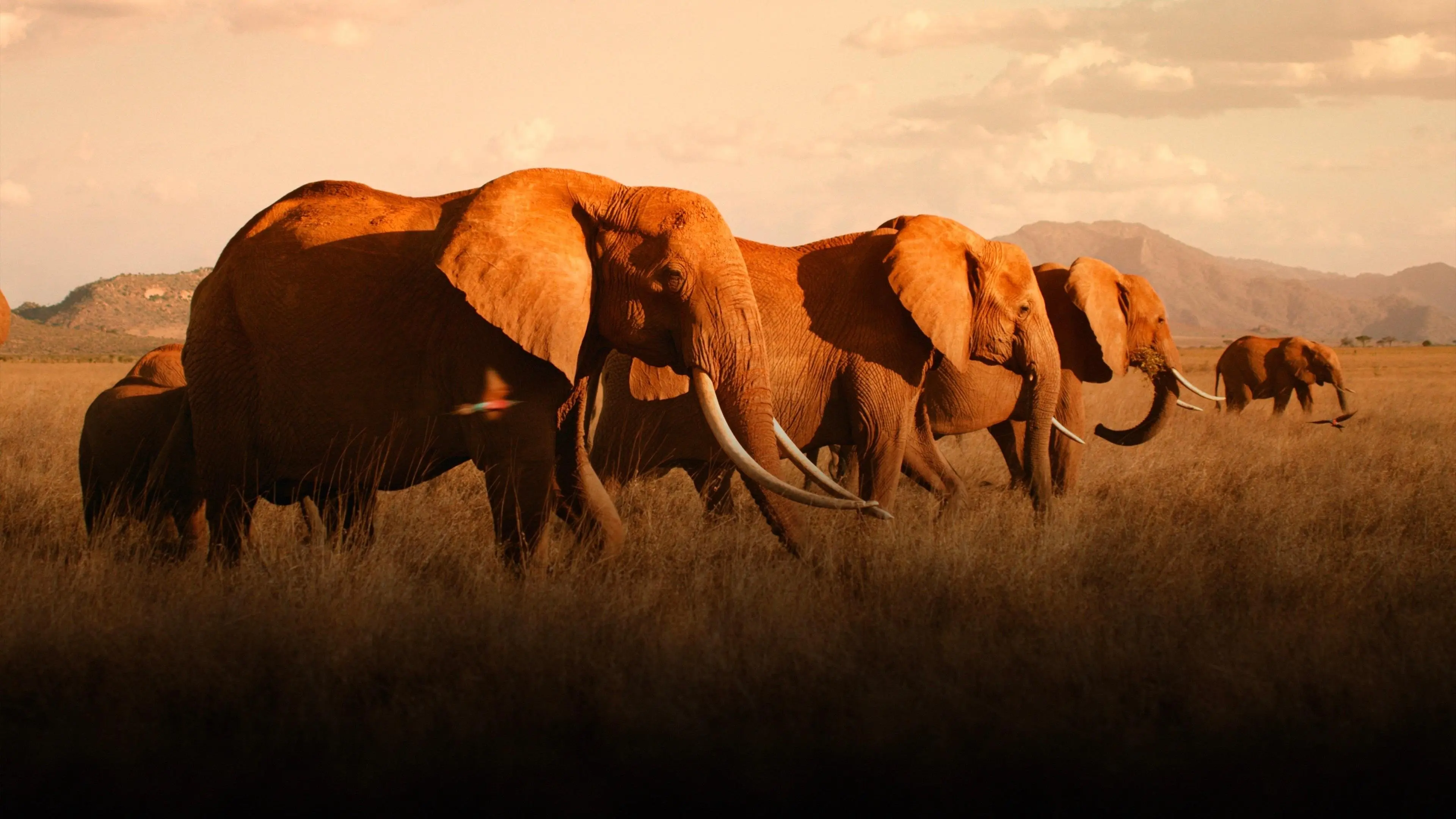 The Elephant Queen backdrop