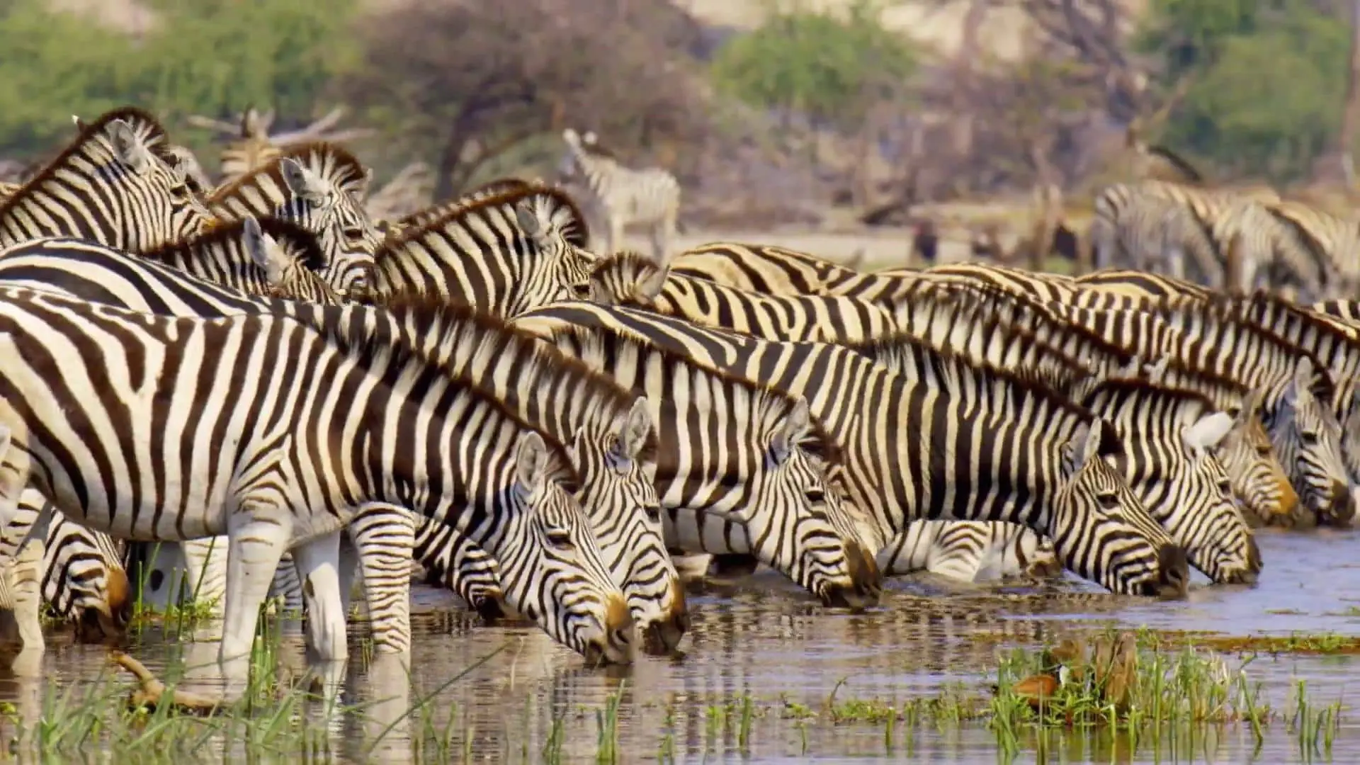 Massive Africa backdrop