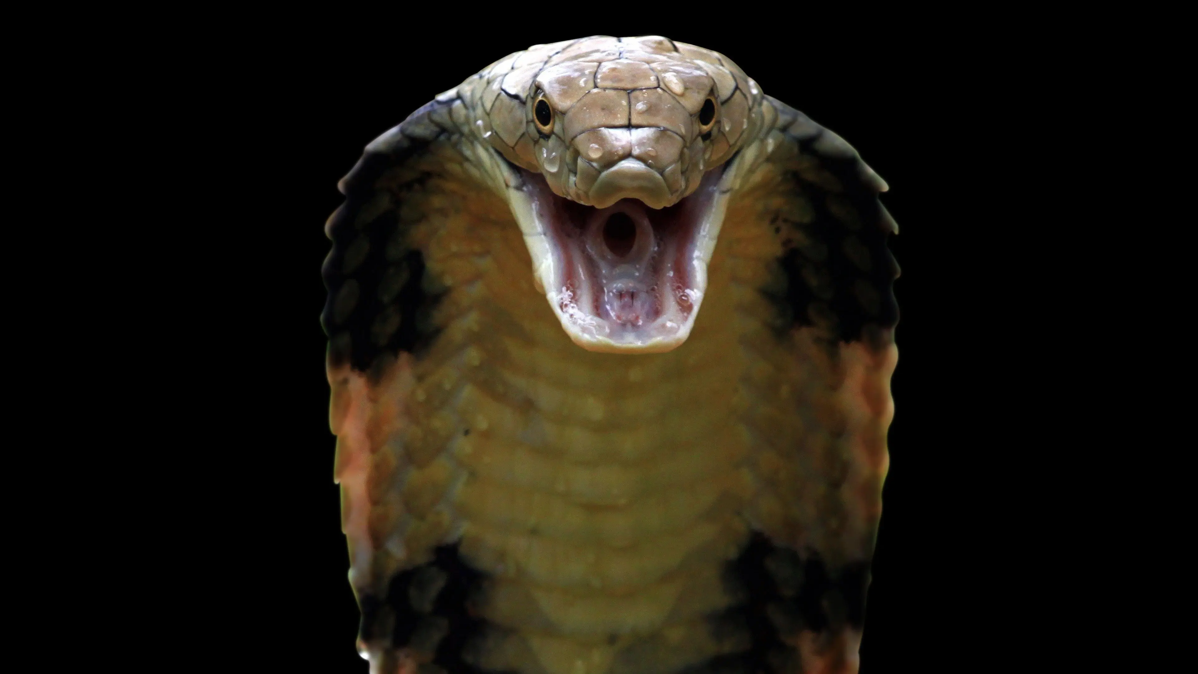 Killer Snakes backdrop