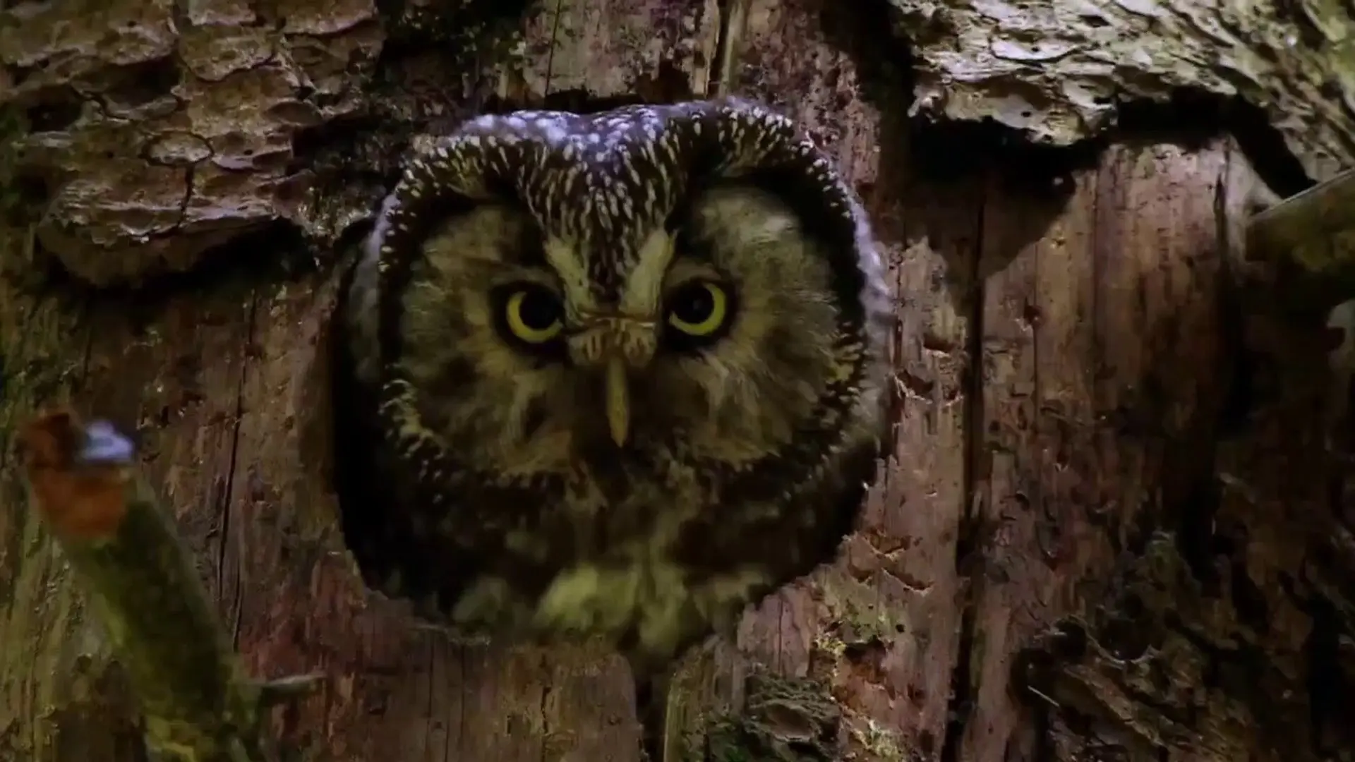 Owls: Masters of the Night backdrop