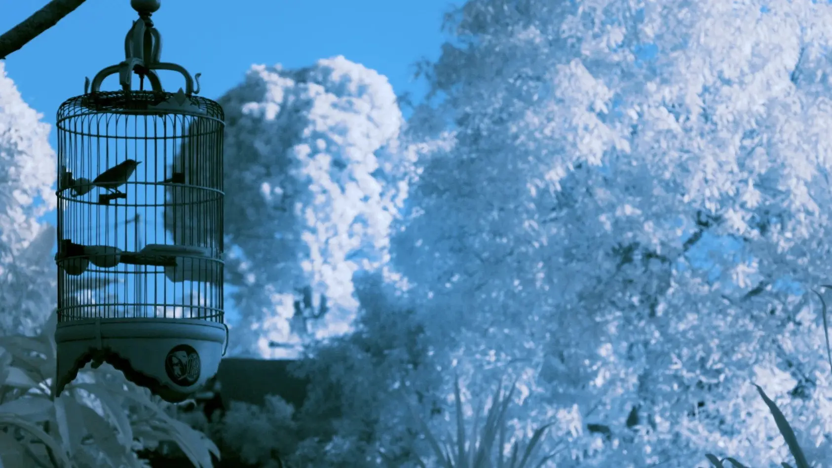 Idak-Idak-Idak backdrop