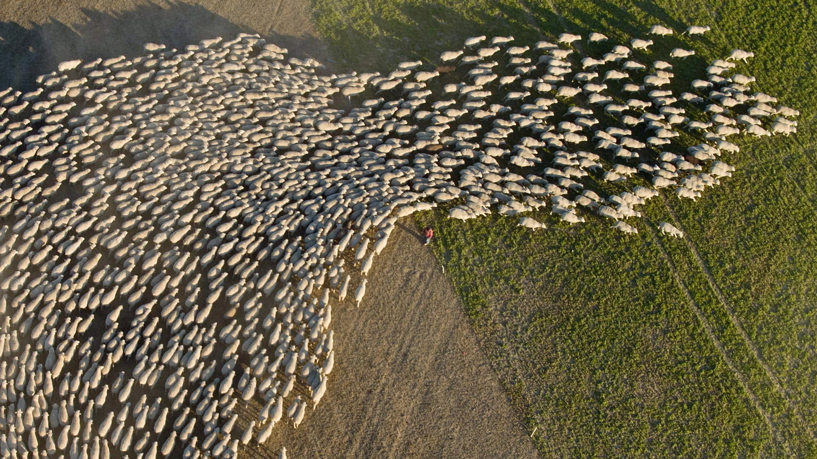 Wild & Wool backdrop