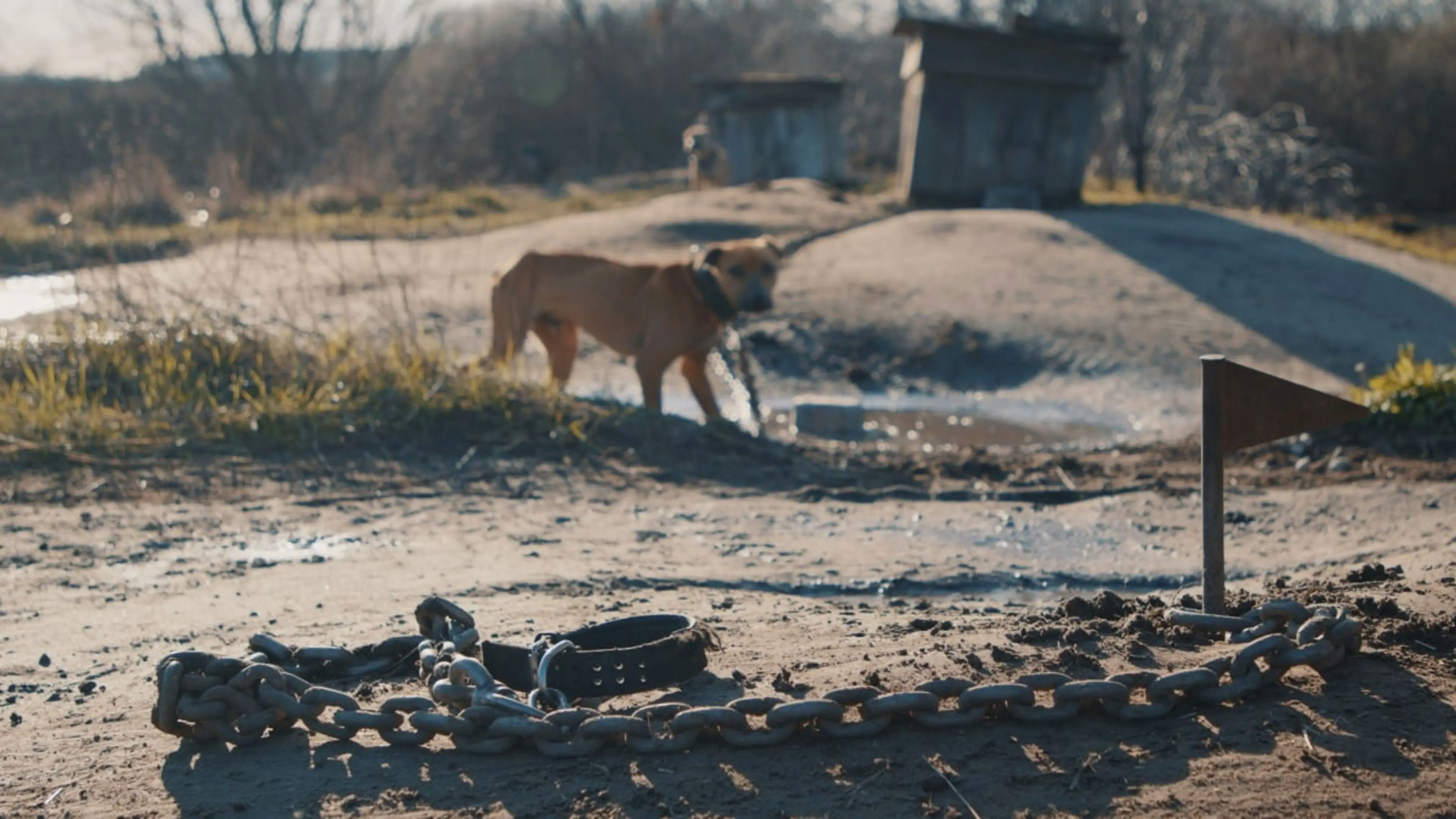 Searching for Nika backdrop