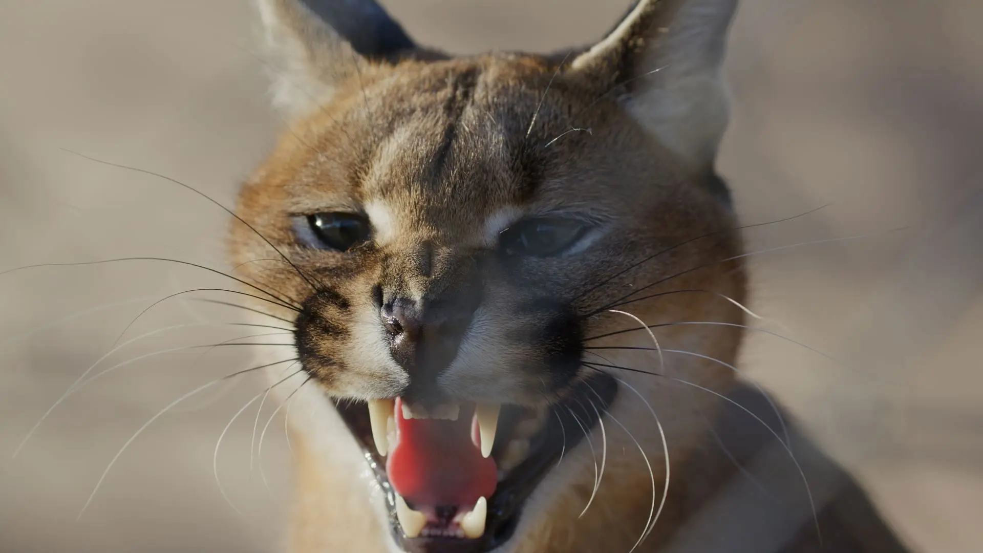 Caracal: The Lone Cat Society backdrop