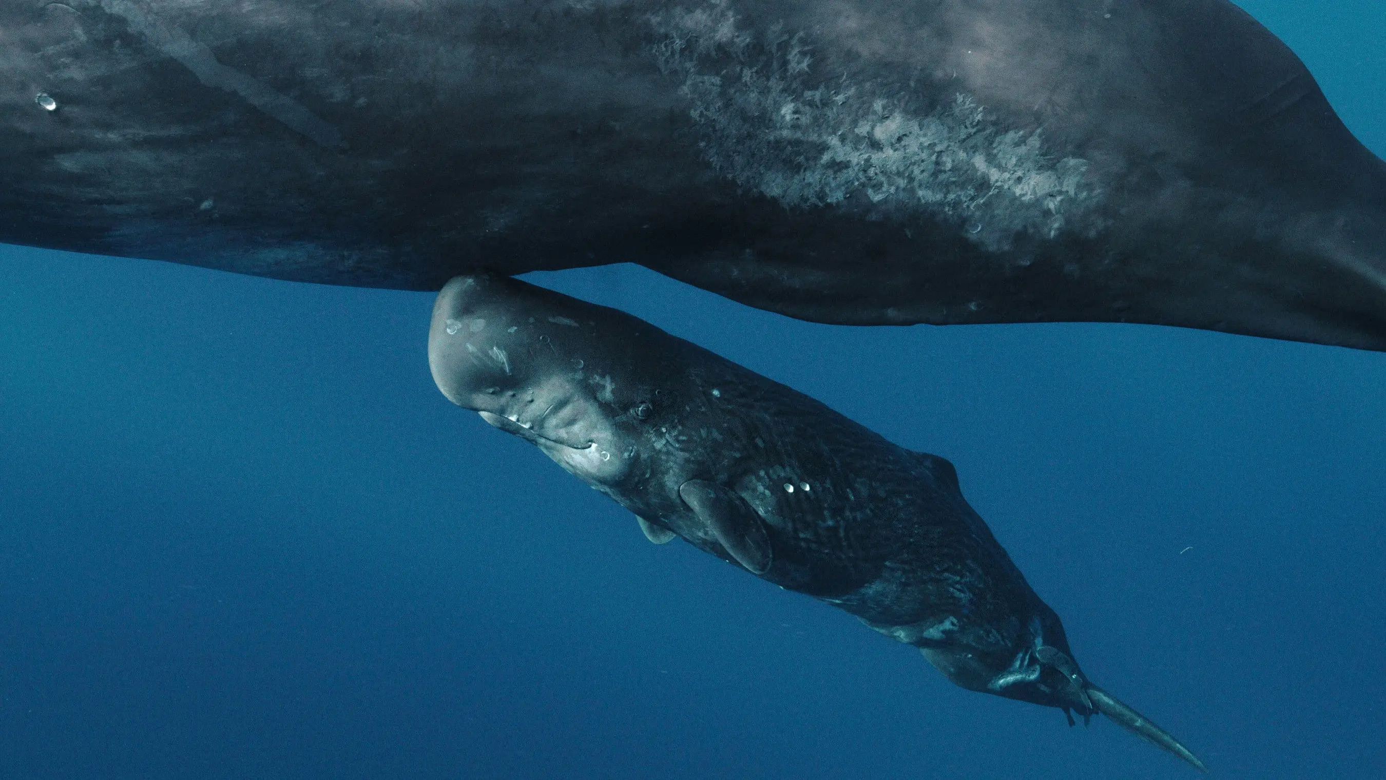 Whales and I backdrop