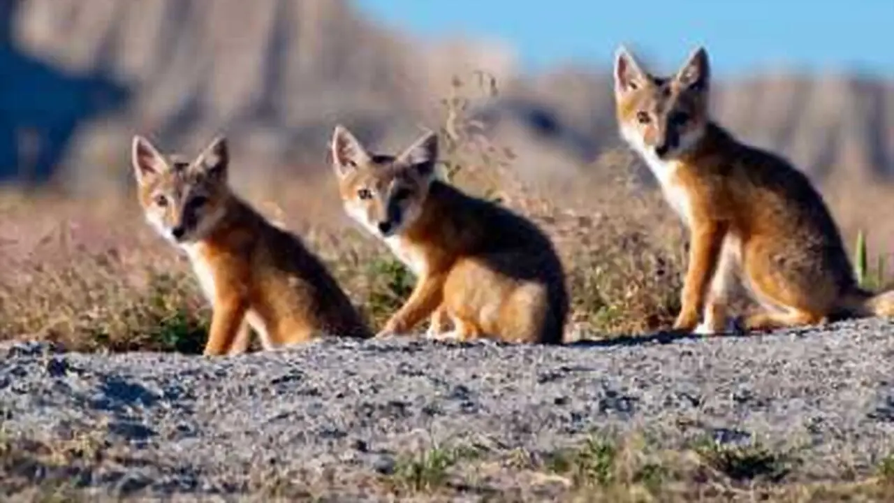 North America backdrop