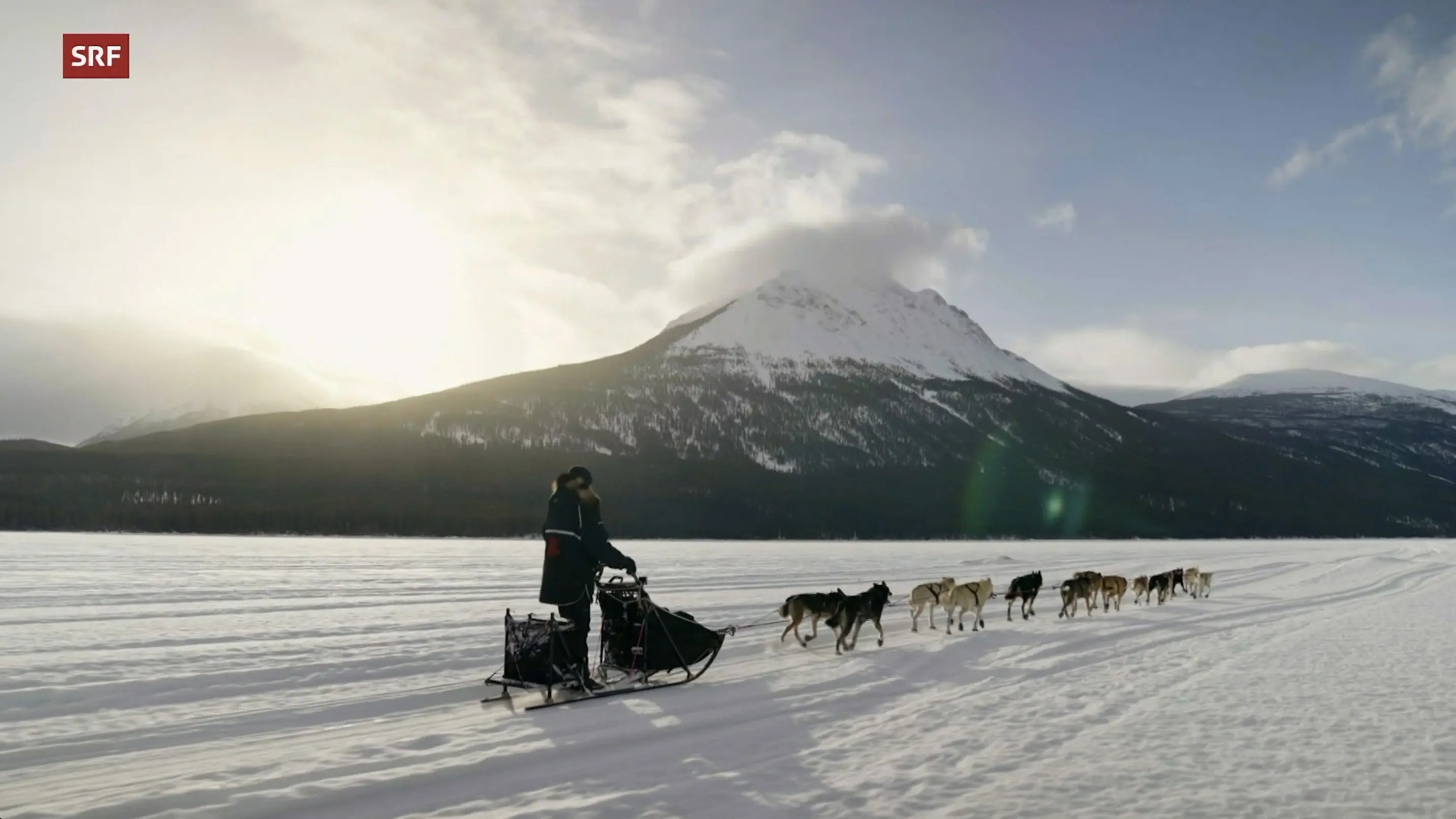 Musher, l'appel de l'Alaska backdrop