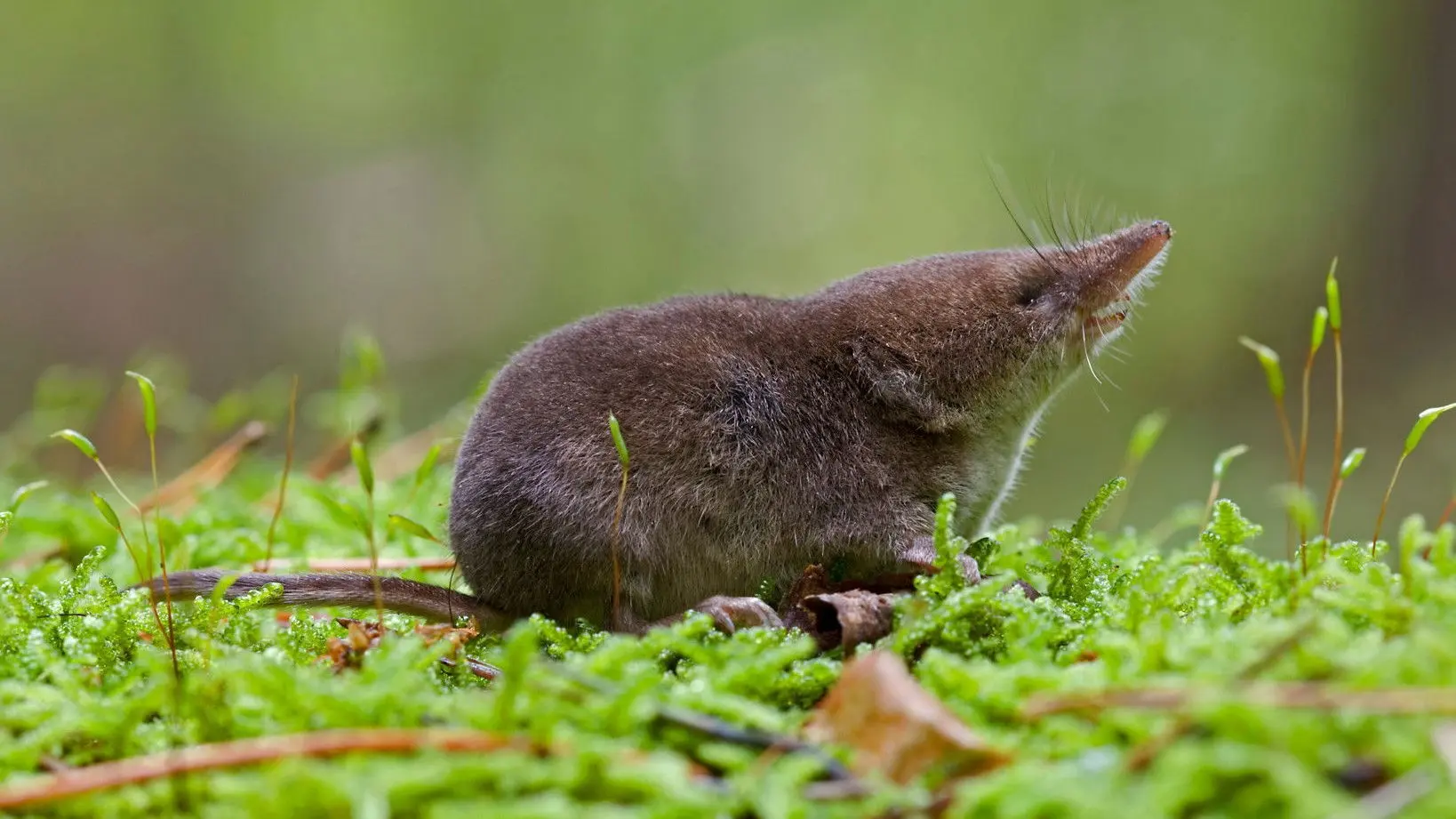 Super Small Animals backdrop