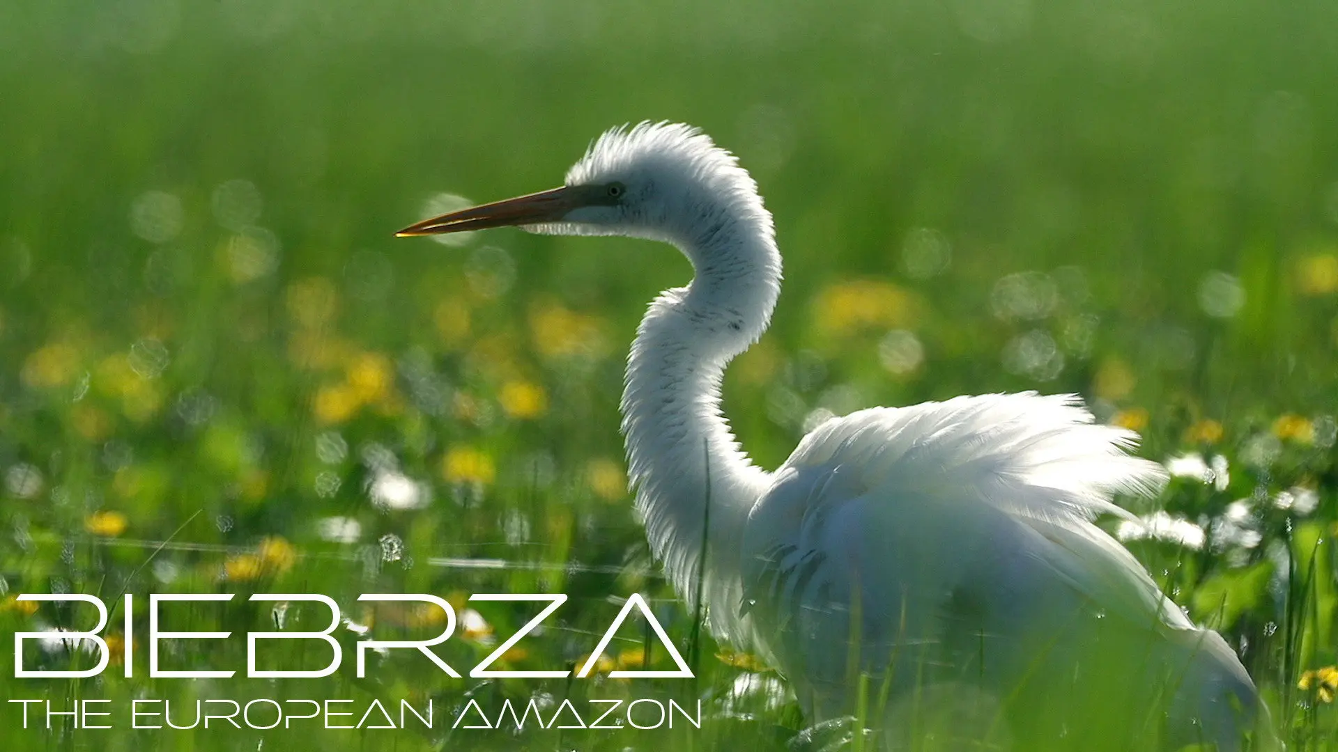 Biebrza: The European Amazon backdrop