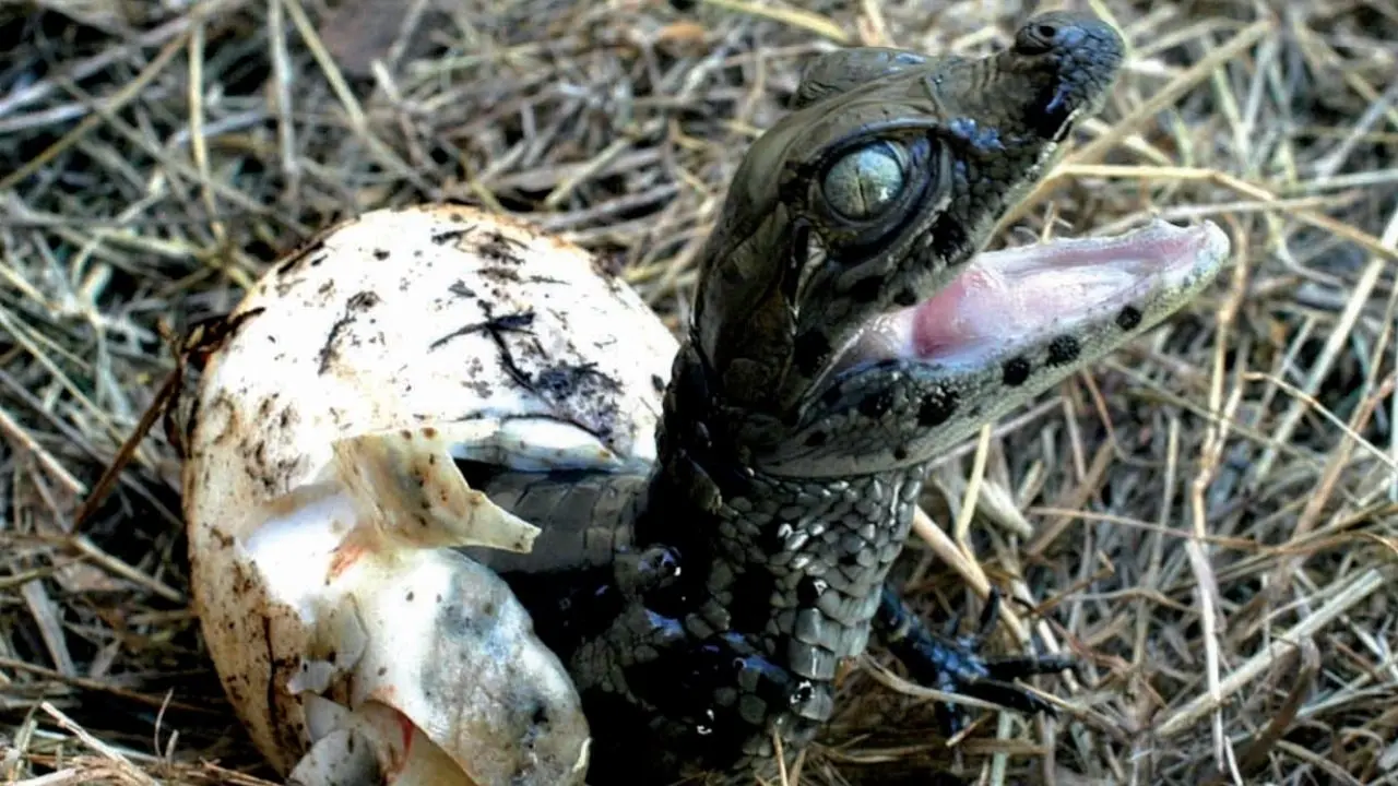 The River of the Painted Birds backdrop