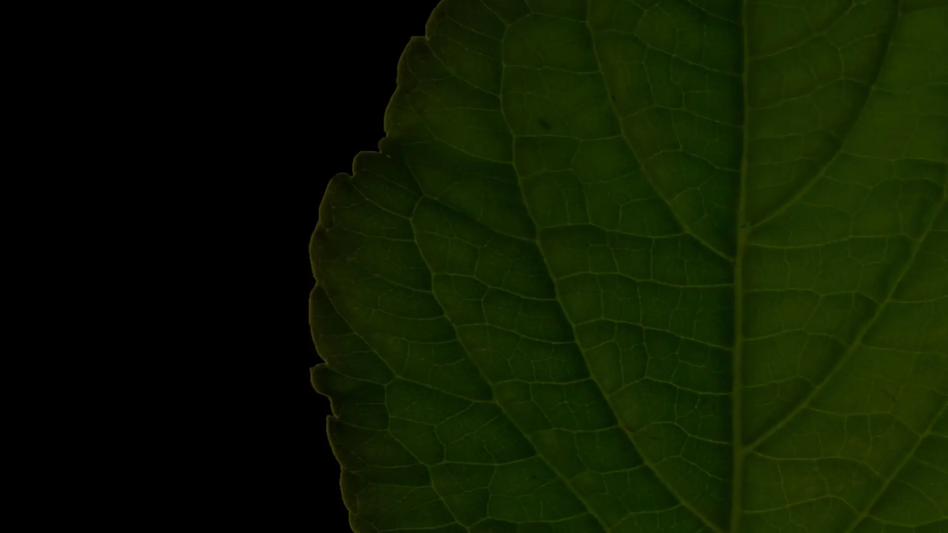 Salvia Divinorum: A Western Approach backdrop