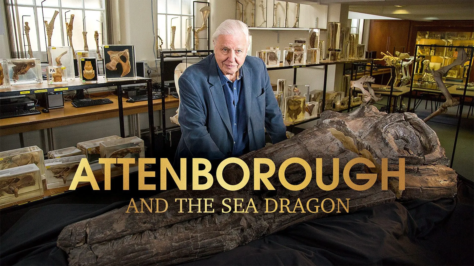 Attenborough and the Sea Dragon backdrop