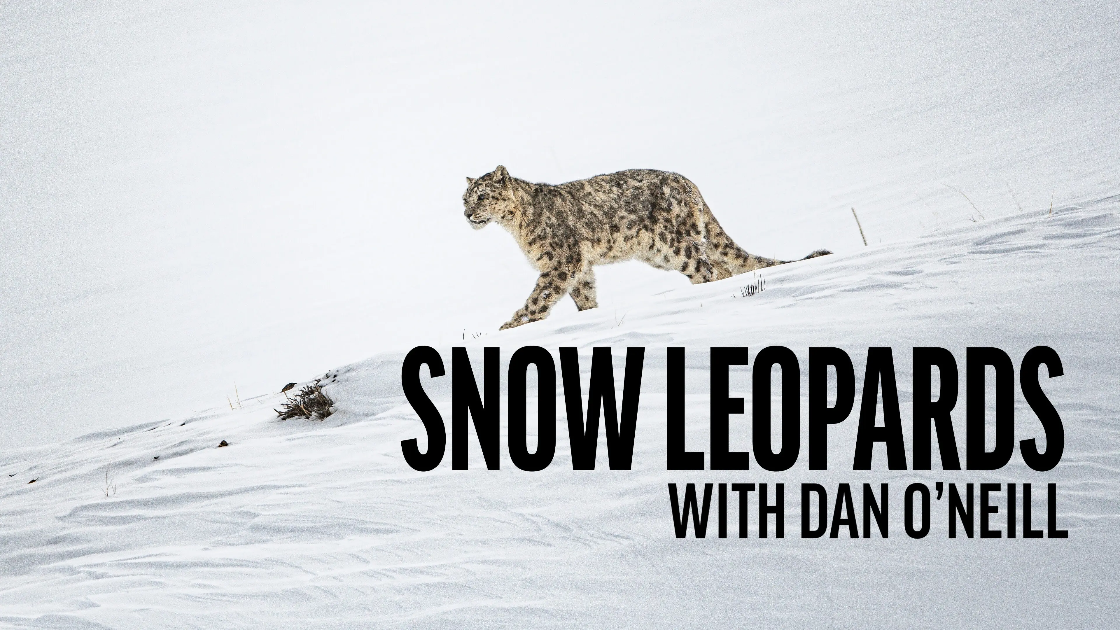 Snow Leopards with Dan O'Neill backdrop